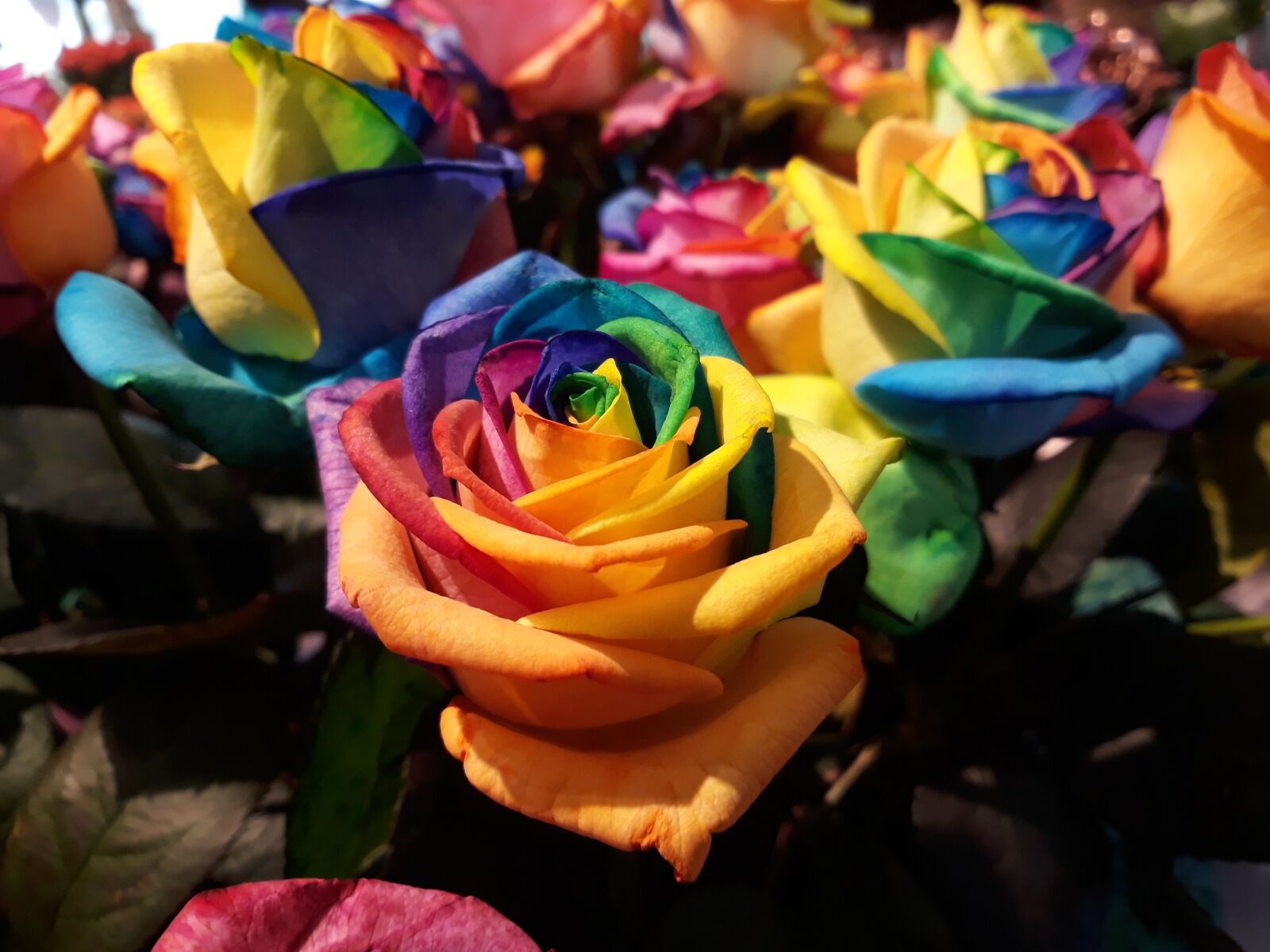 Samsung Galaxy J7 sample photo. Flower, celebration, color photography
