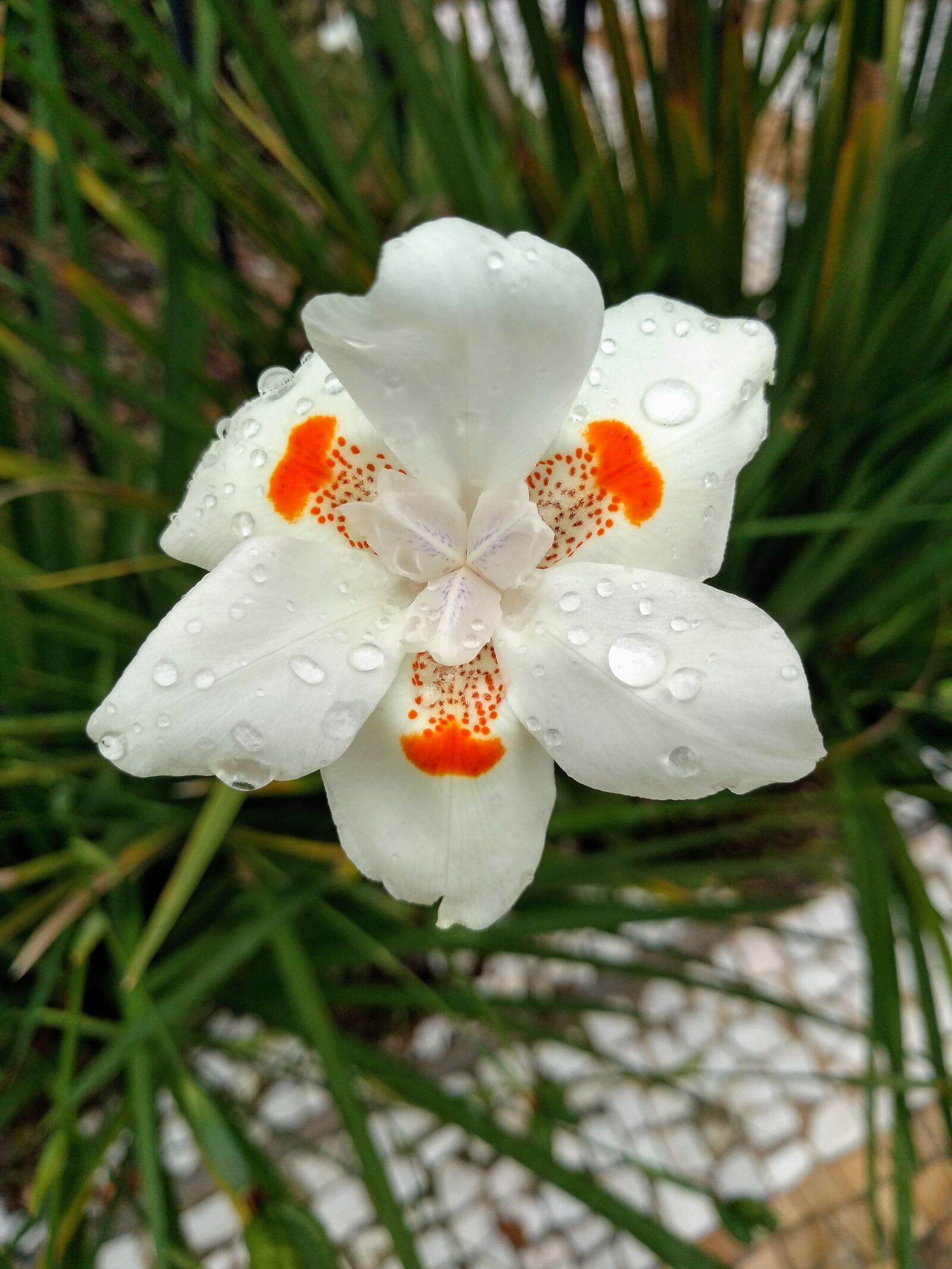 Motorola moto g(6) play sample photo. Flower, white flower, white photography