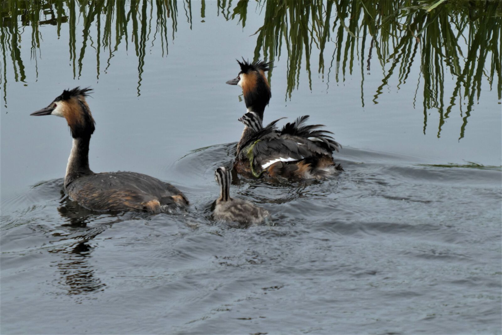 Panasonic Lumix DC-ZS70 (Lumix DC-TZ90) sample photo. Great crested grebe with photography