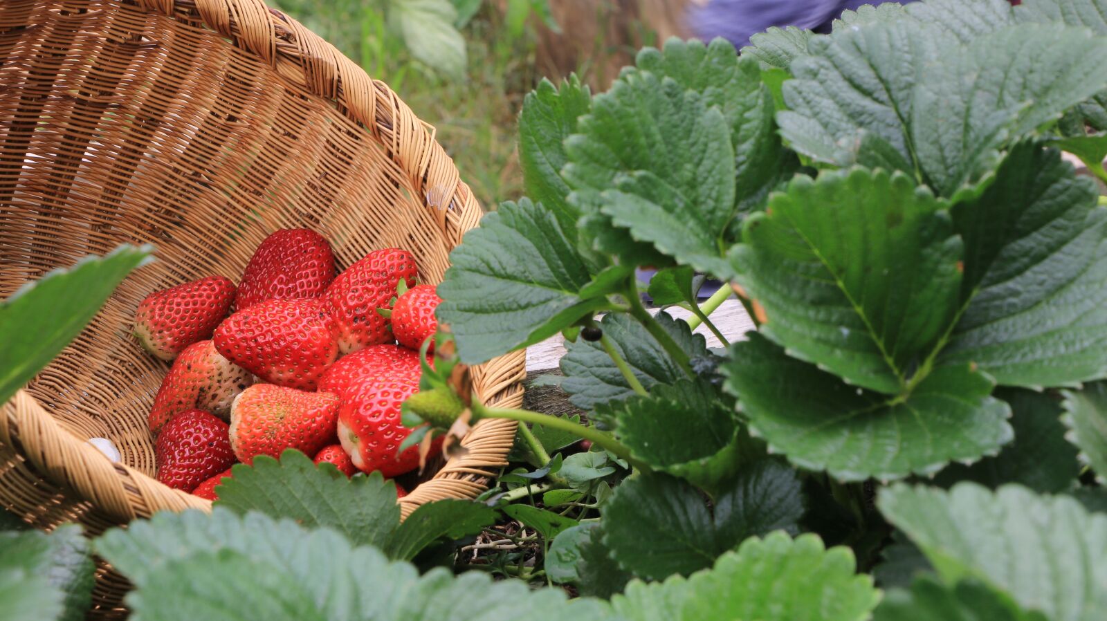 Canon EOS 70D sample photo. Strawberries, plants, huerta photography