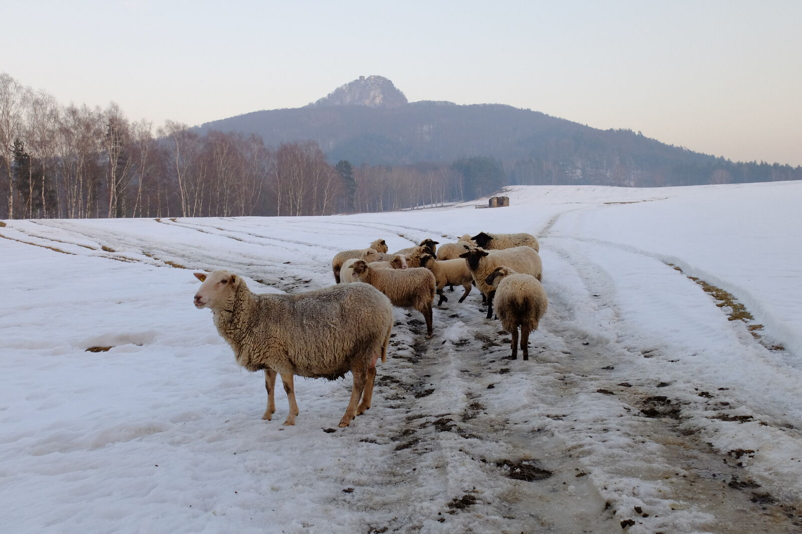 Fujifilm X30 sample photo. Hill, sheep, snow, trees photography