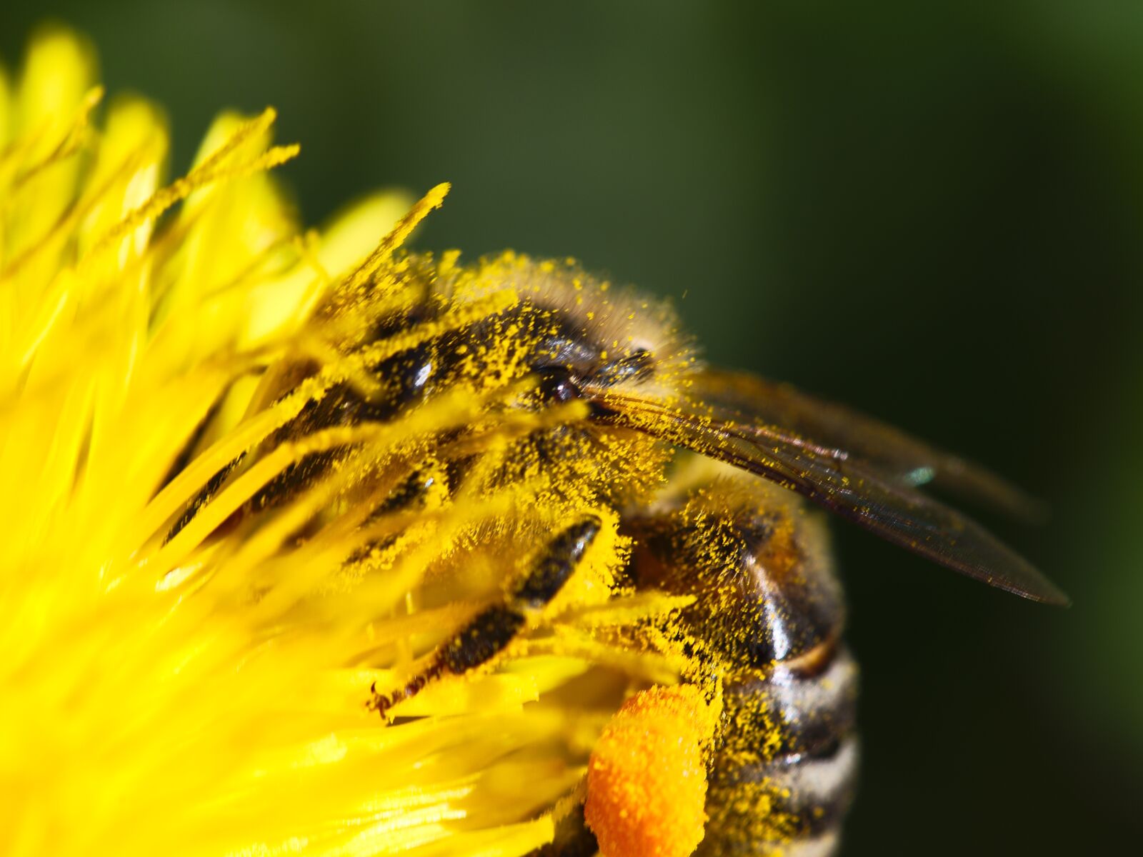 Panasonic Lumix DC-GH5 sample photo. Bee, flower, pollen photography