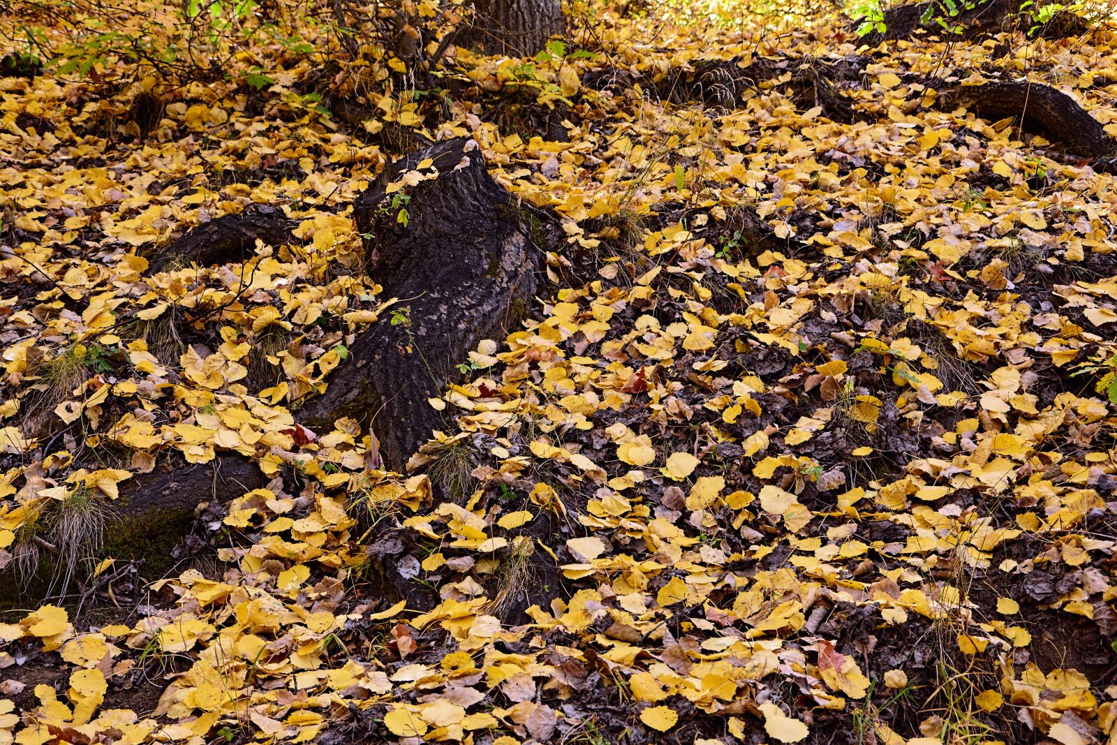 Nikon D7100 sample photo. Autumn, season, nature photography