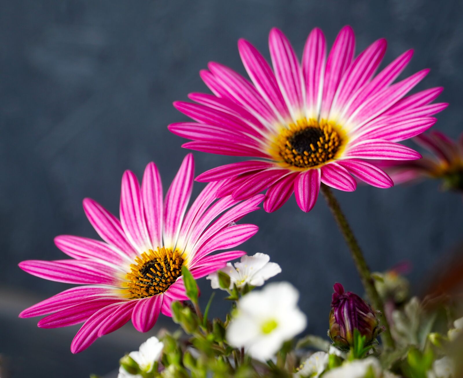 Sony E PZ 18-105mm F4 G OSS sample photo. Flowers, pink, spring photography