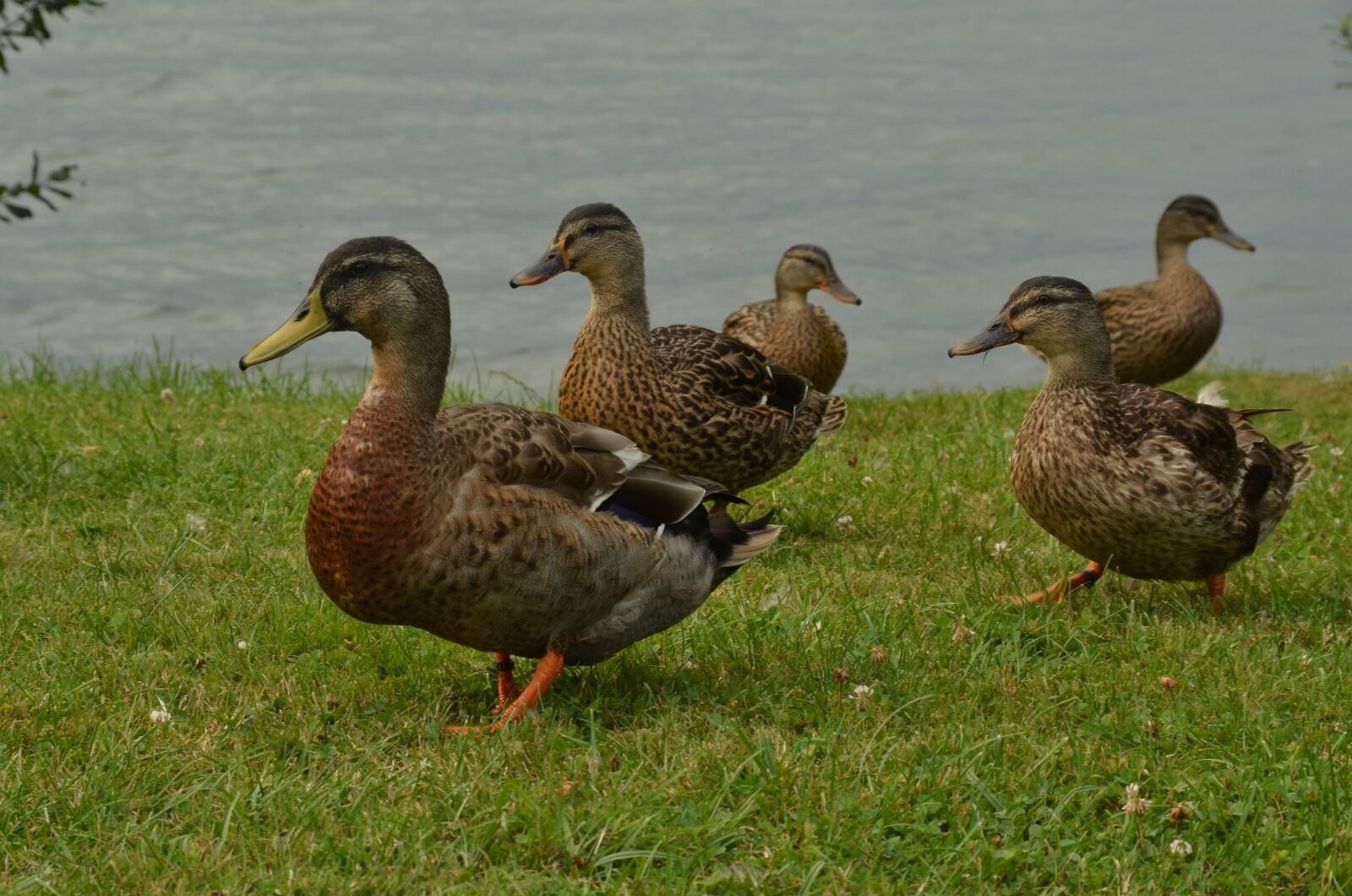 Nikon D7000 sample photo. Duck, bird, waterfowl photography