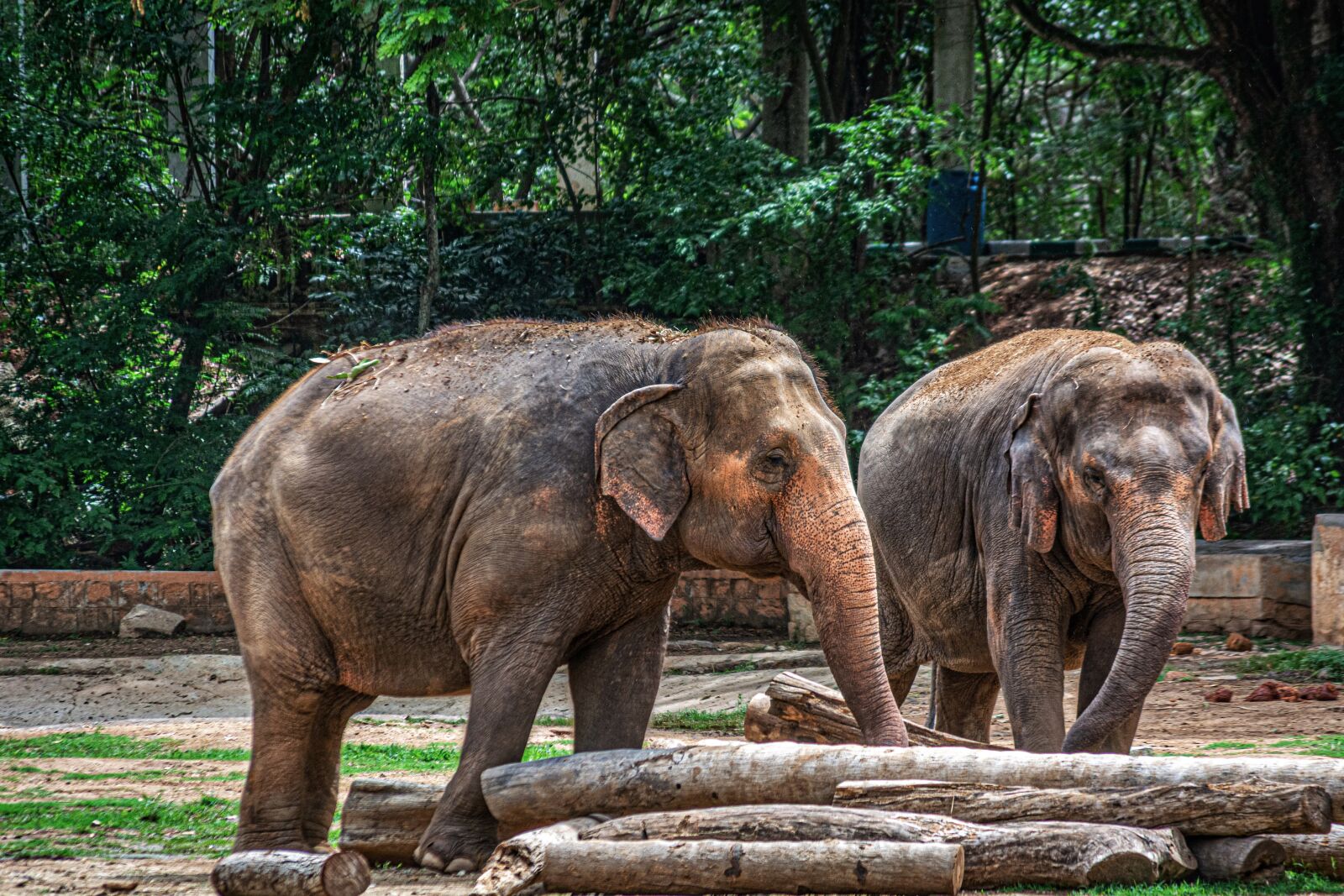 Nikon D5200 sample photo. Elephants, pachyderm, animal photography