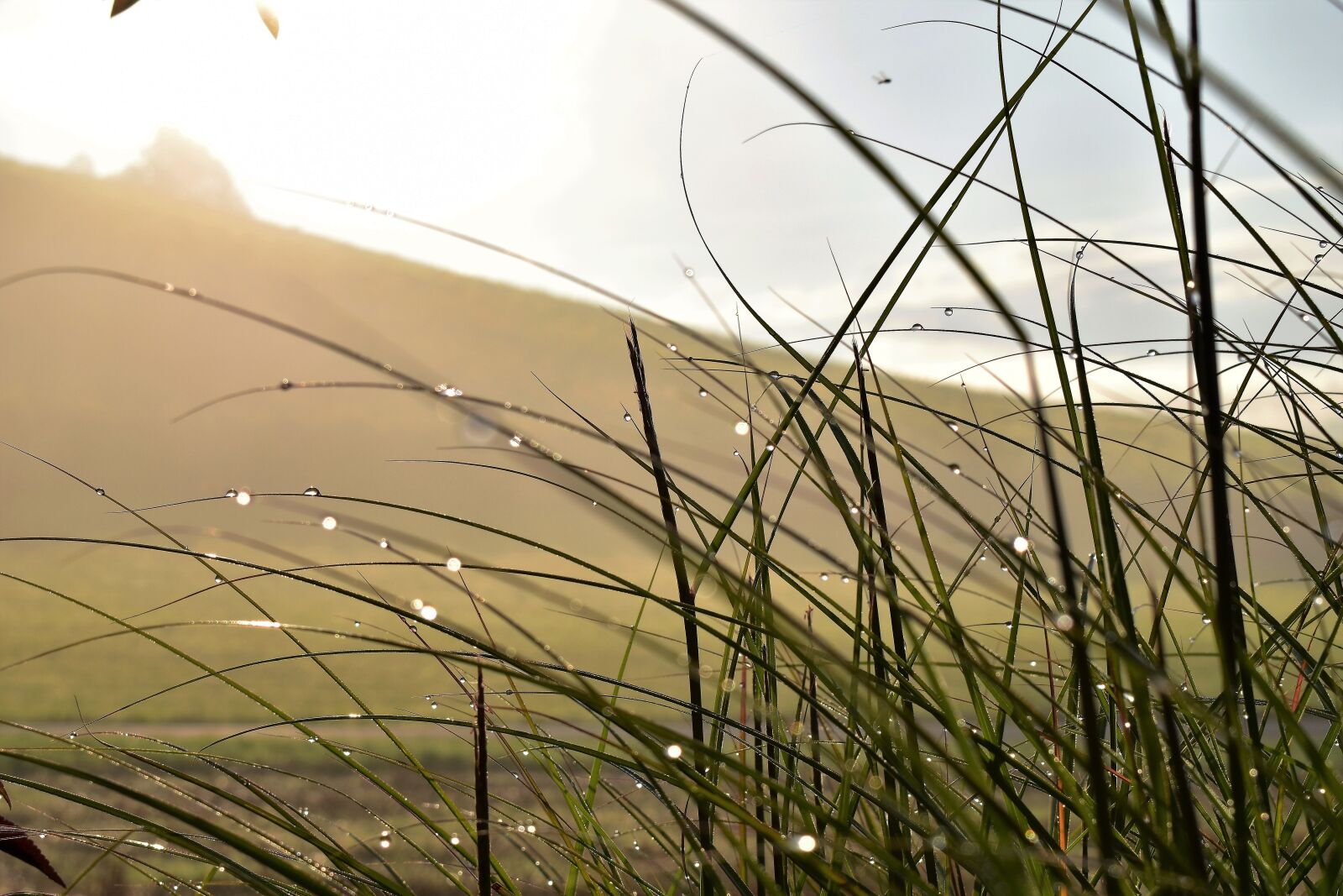 Nikon D5500 sample photo. Grass, landscape, meadow photography