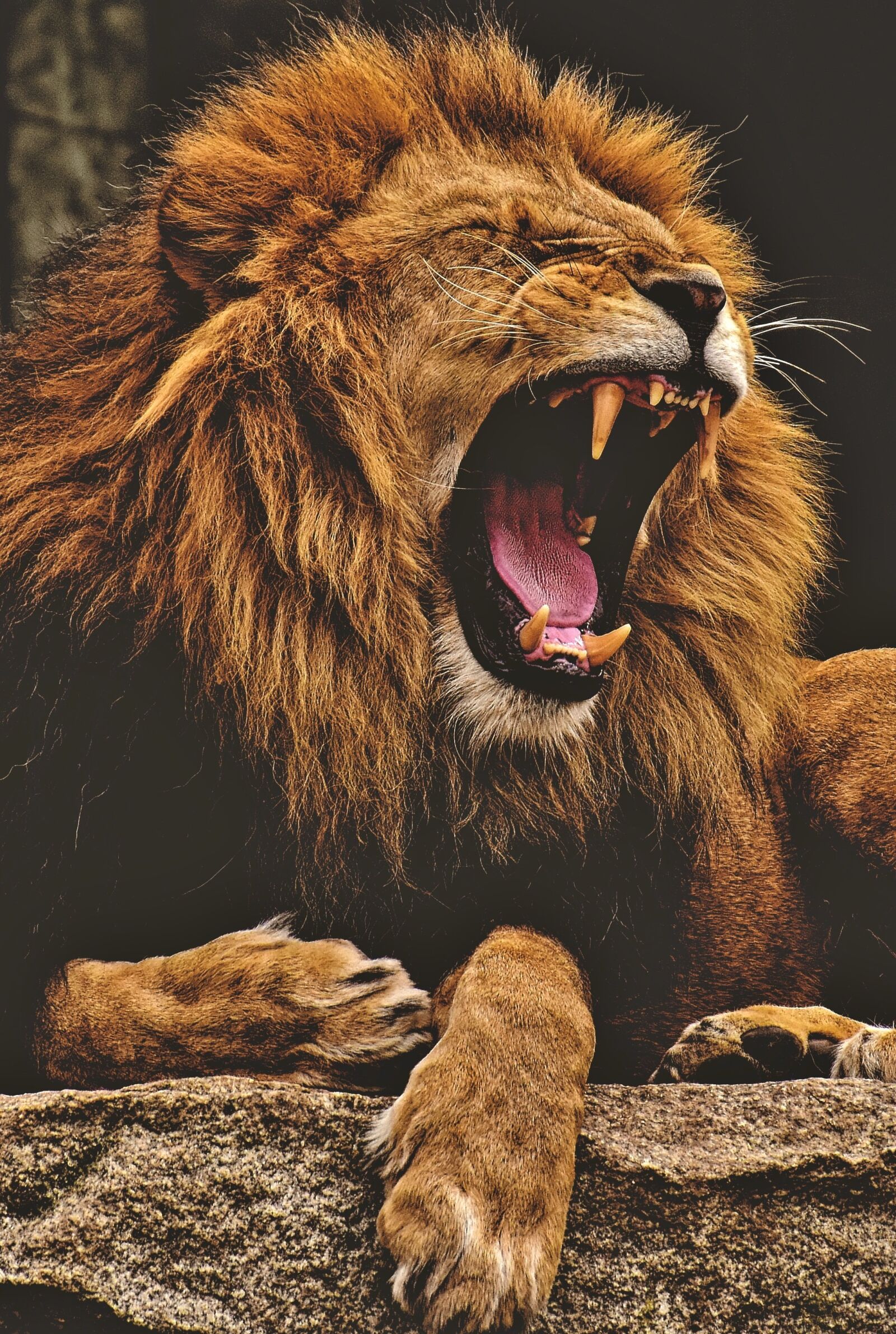 Nikon D7200 sample photo. Lion, predator, dangerous photography