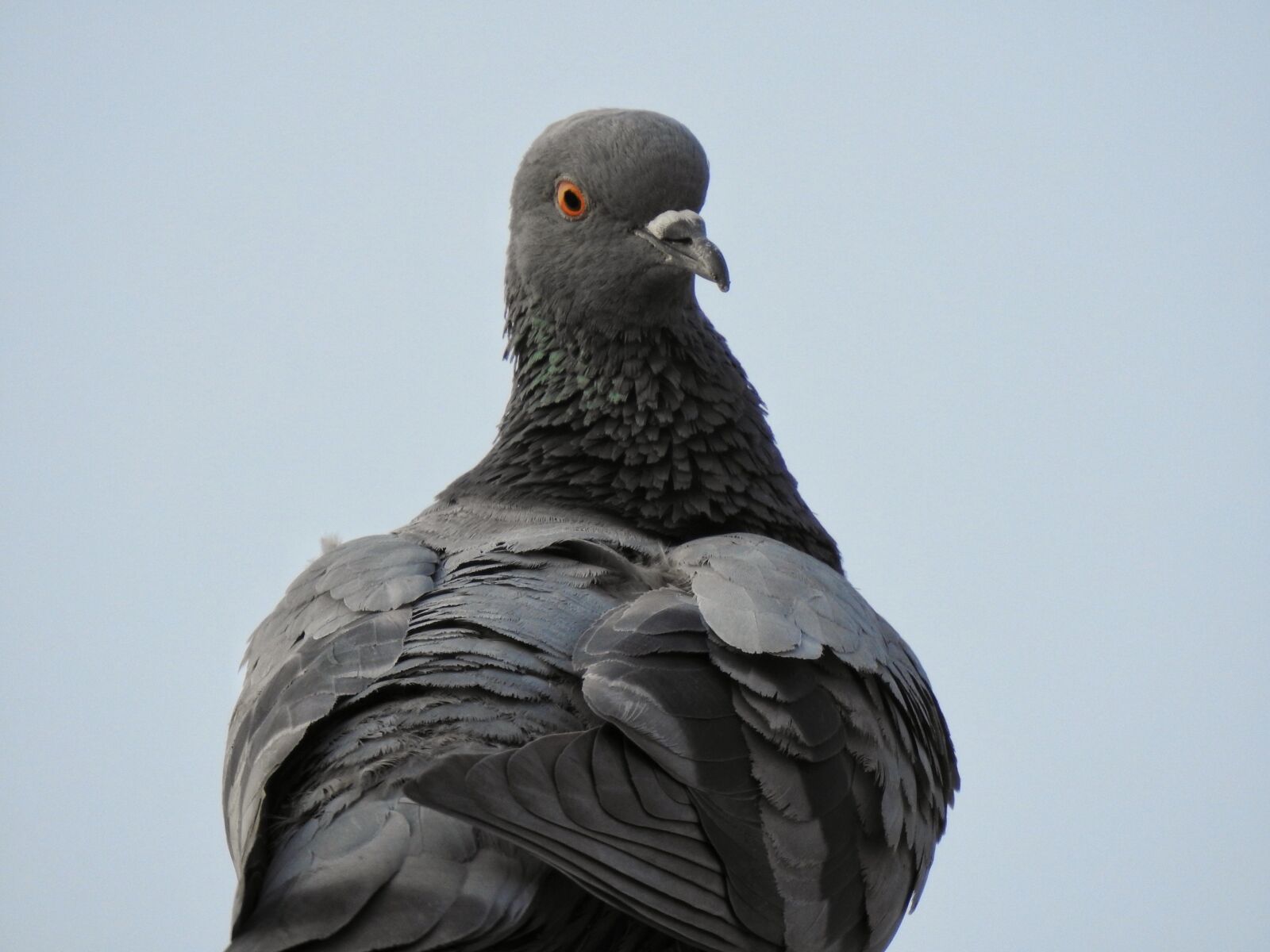 Nikon Coolpix P900 sample photo. Birds, natural, pigeon photography