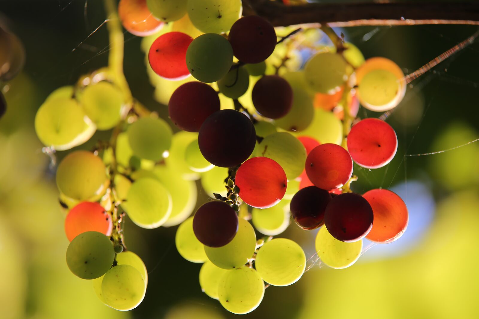 Tamron 70-210mm F4 Di VC USD sample photo. Isabella grapes, grapes, vine photography