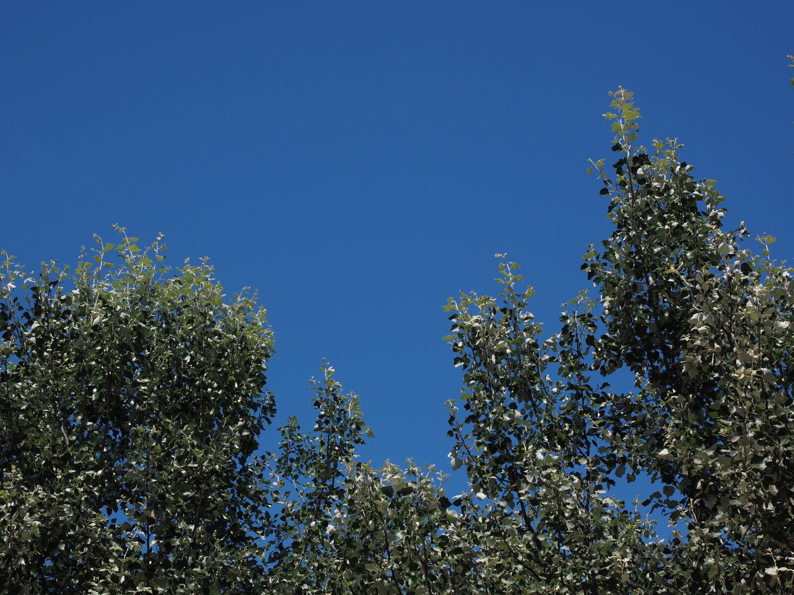 Olympus OM-D E-M1 + Olympus M.Zuiko Digital ED 12-40mm F2.8 Pro sample photo. Trees, leaves, white poplar photography