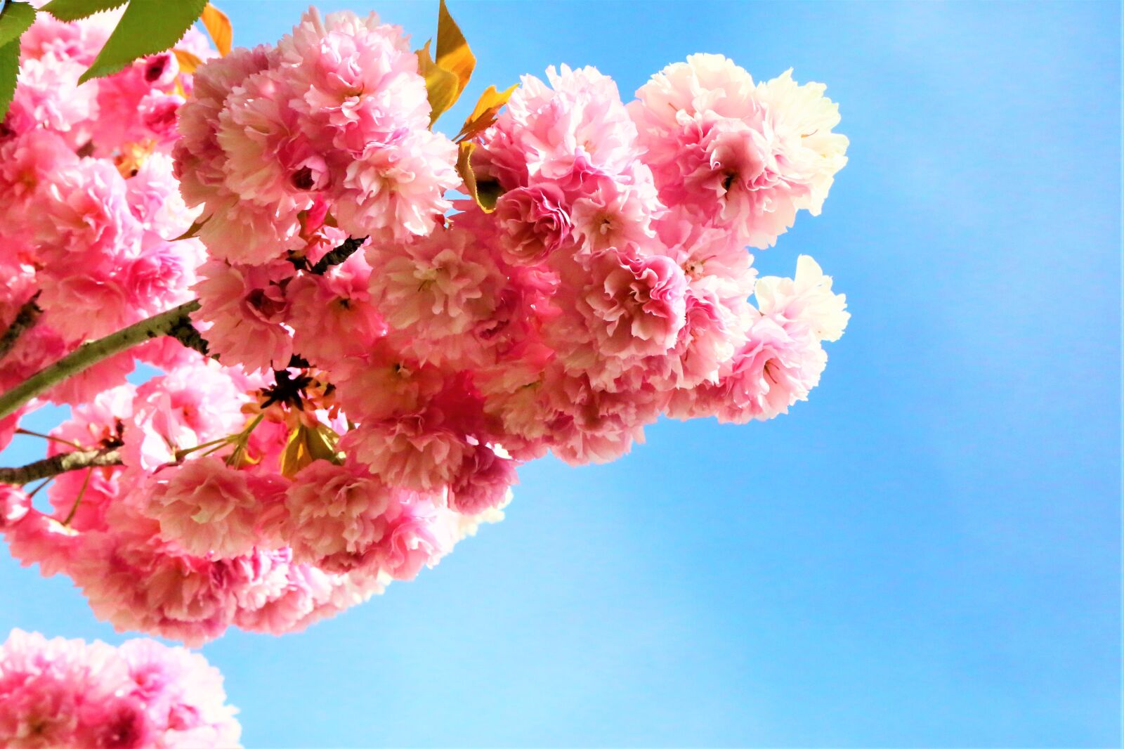 Canon EF 24-105mm F4L IS USM sample photo. Flowers, sakura, cherry blossoms photography