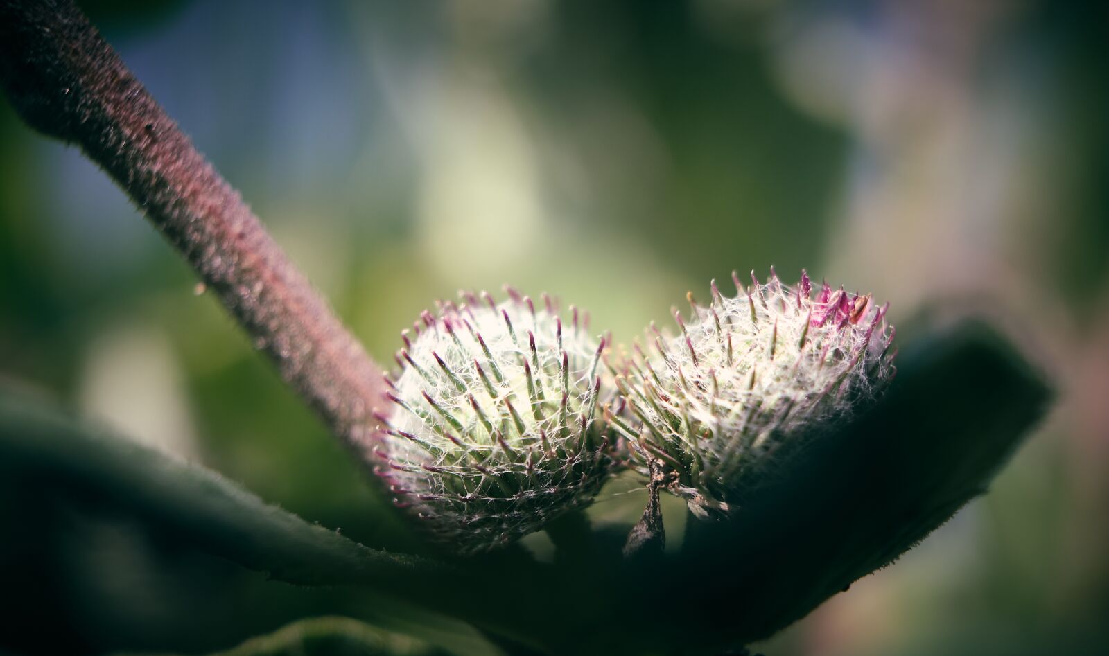 Fujifilm XF 18-55mm F2.8-4 R LM OIS sample photo. Thistle, bud, spun photography