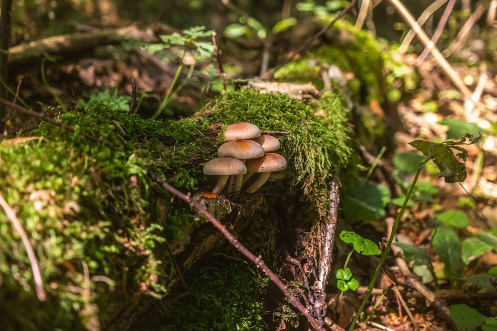 Samsung NX 18-55mm F3.5-5.6 OIS sample photo. Forest, mushrooms, nature photography