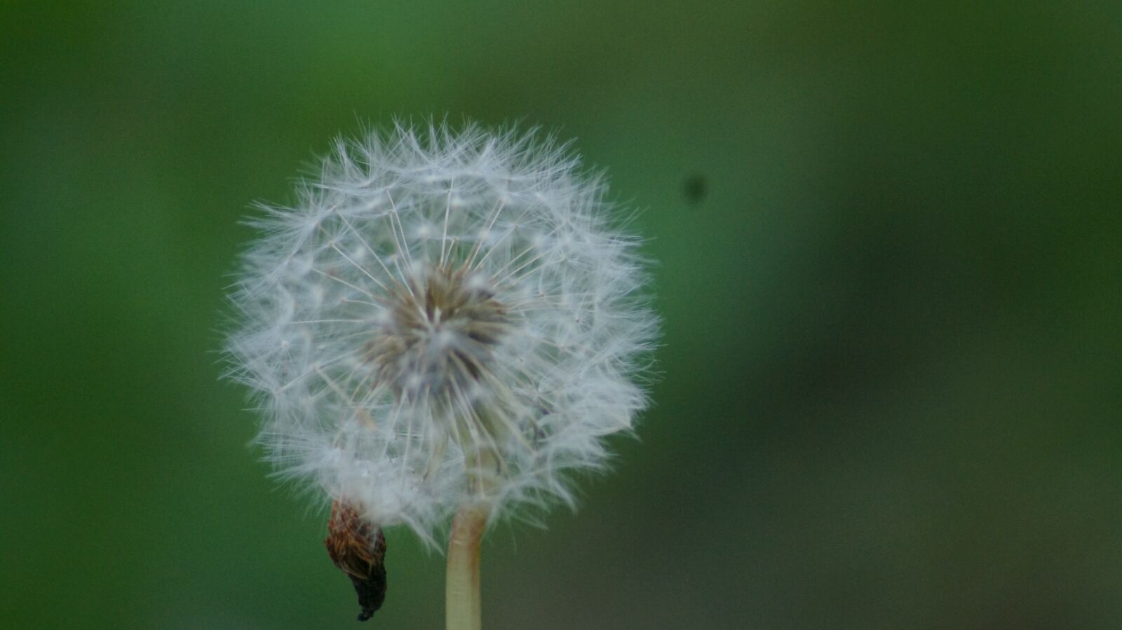 Sony SLT-A55 (SLT-A55V) sample photo. Flower, dandelion, flowers photography