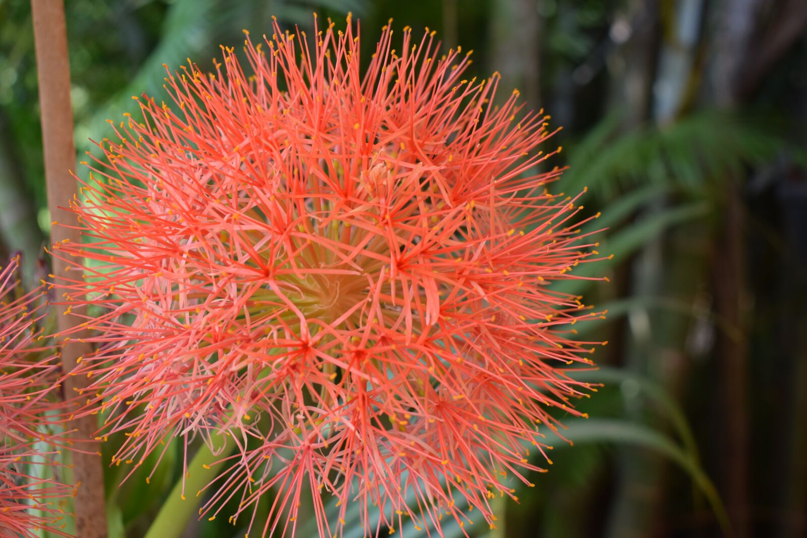 Nikon D5300 sample photo. Macro, small flower, flower photography