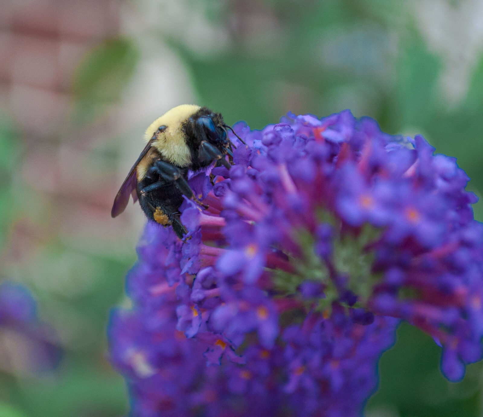 Nikon D5000 sample photo. Bee, bumblebee, flower, purple photography