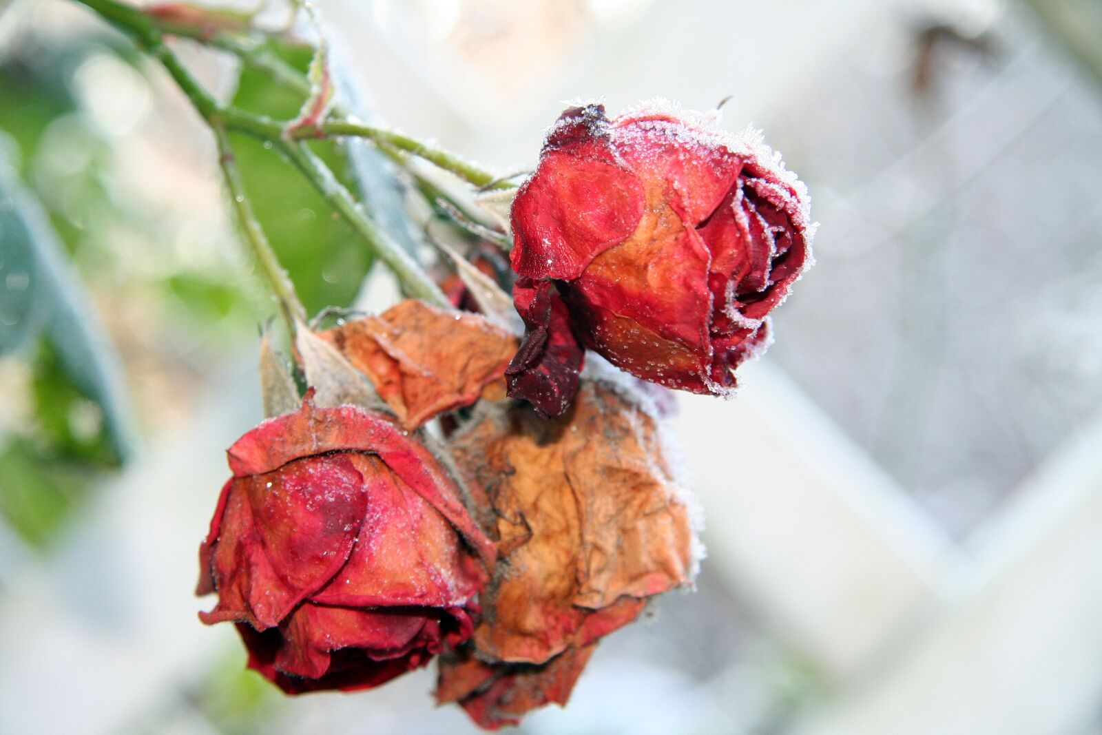 Canon EOS 350D (EOS Digital Rebel XT / EOS Kiss Digital N) sample photo. Roses, winter, frozen photography