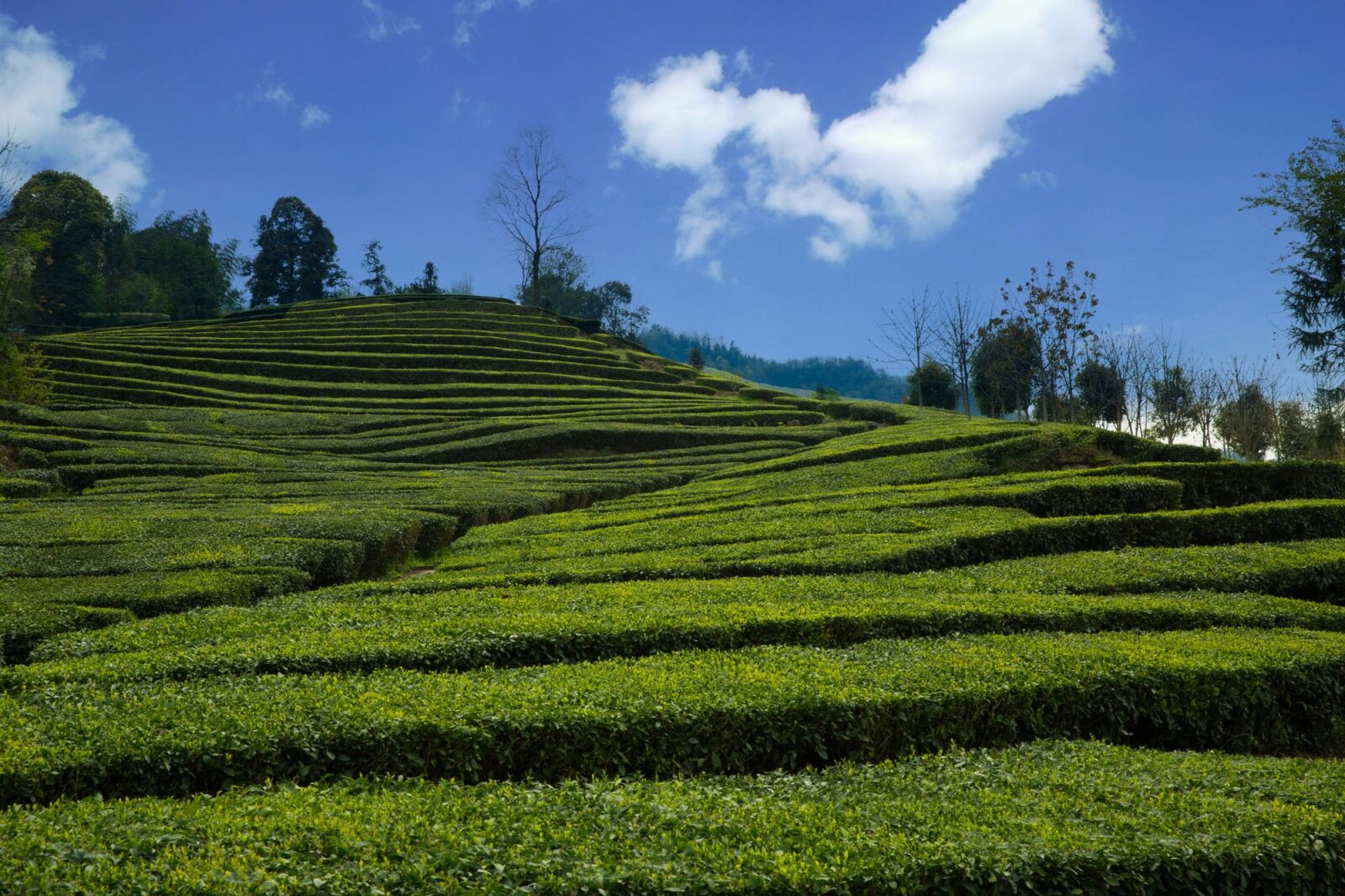 Canon EF 24-70mm F2.8L II USM sample photo. Tea garden, yichang, wufeng photography