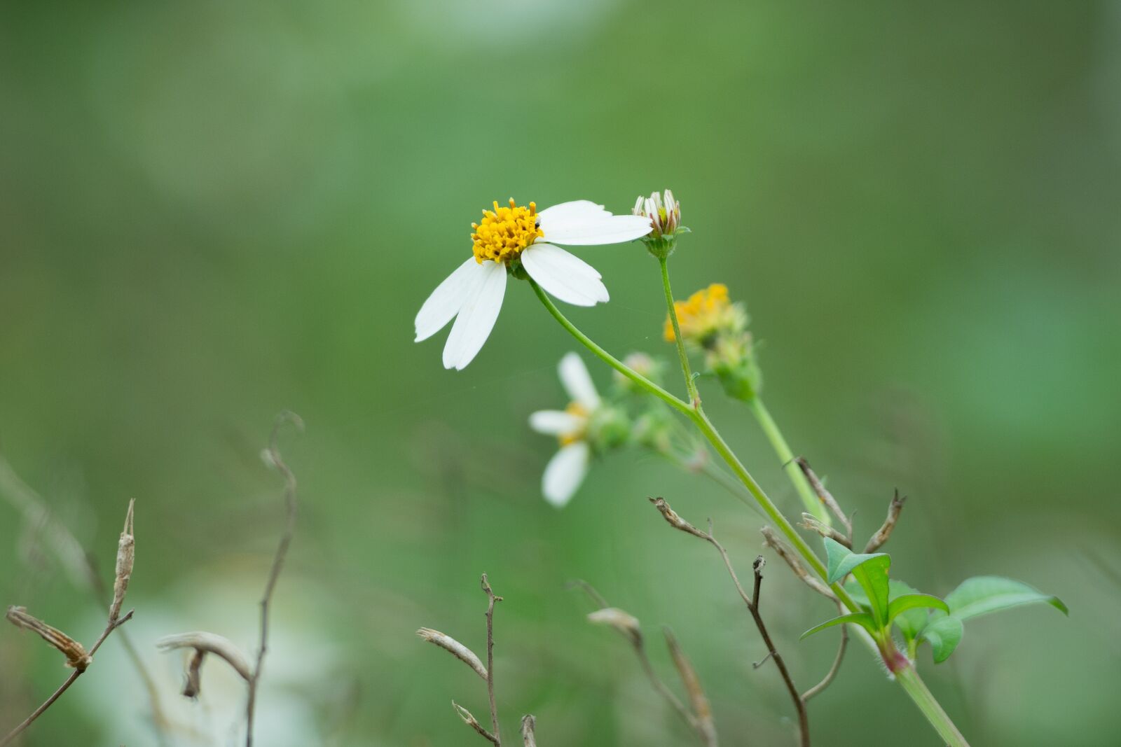 Nikon D7100 sample photo. Nature, green, flower photography