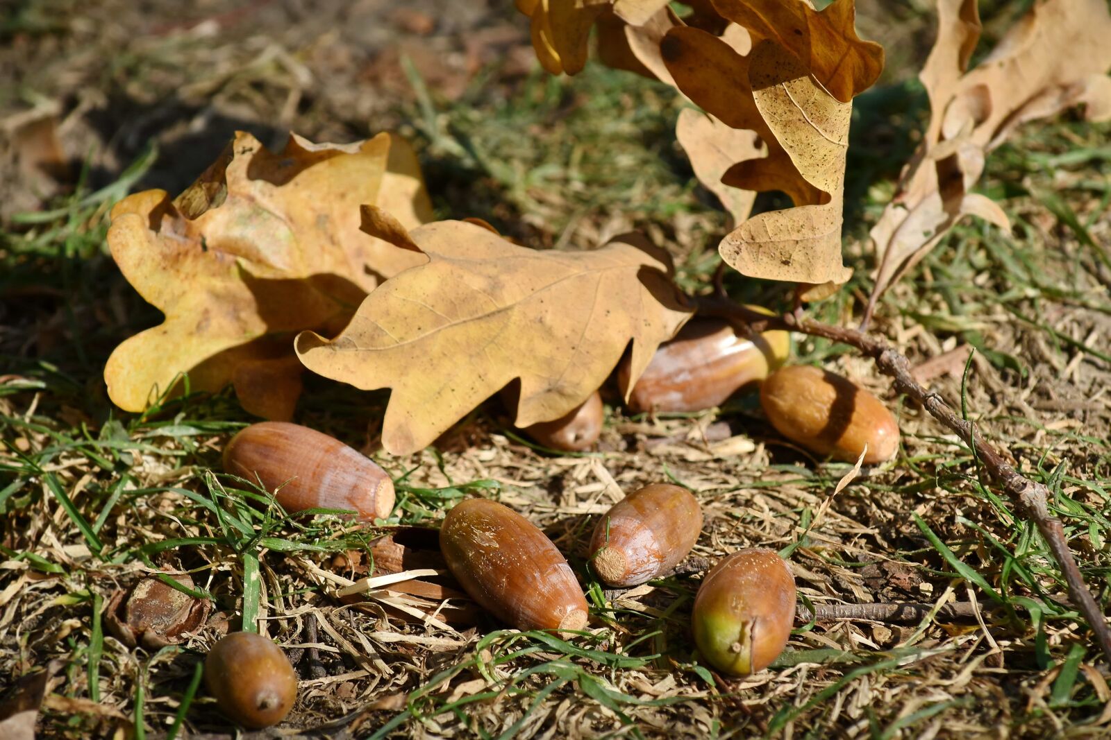 Nikon D5500 sample photo. Seed, leaf, acorn, nature photography
