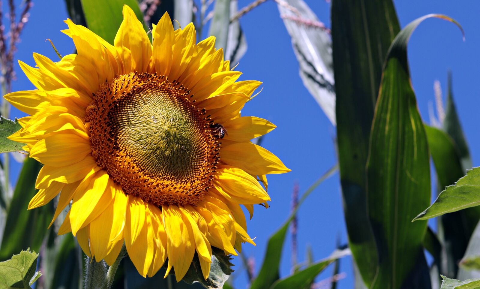 Canon EOS 80D + Canon EF 50mm F1.8 STM sample photo. Sunflower, field, nature photography