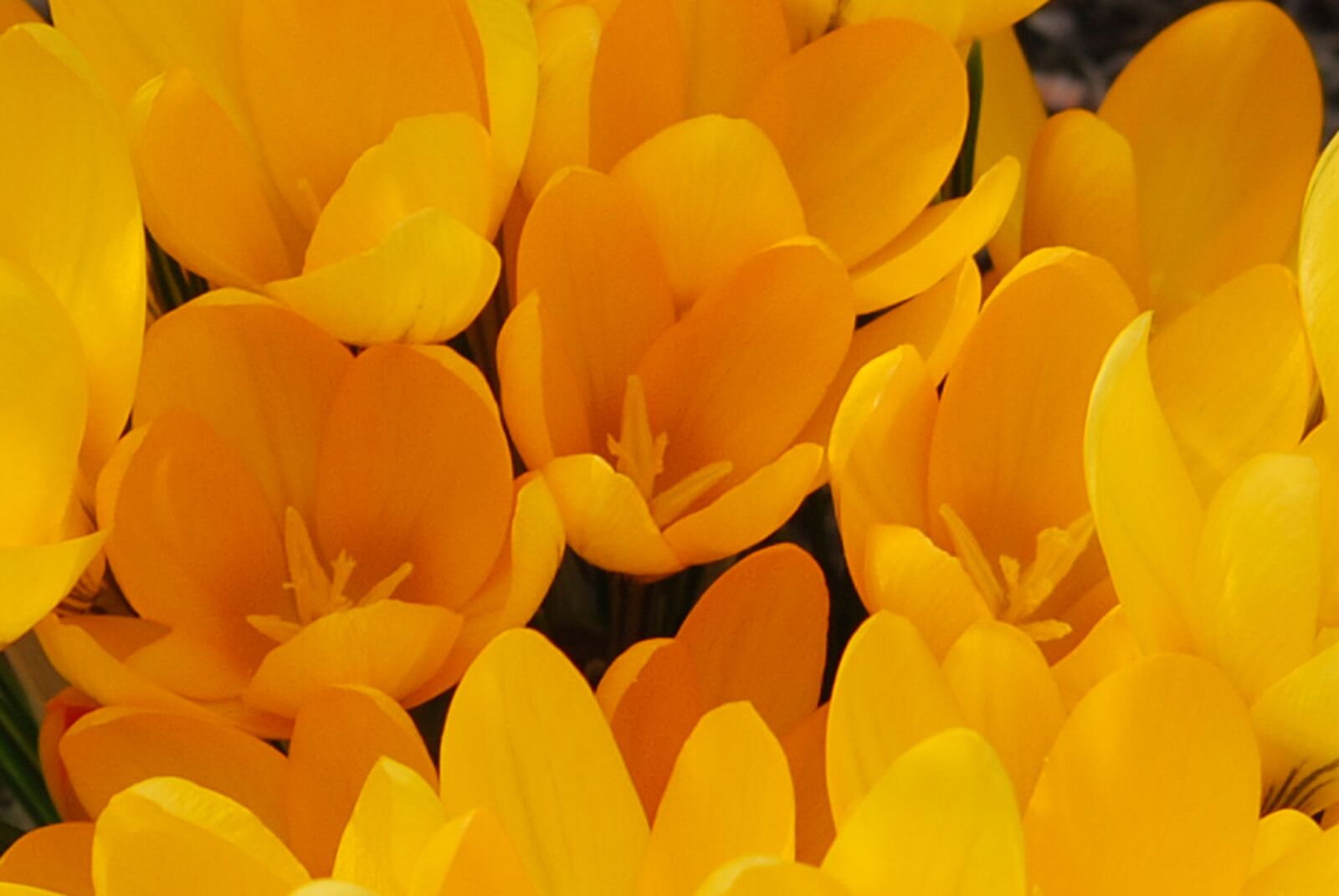 Nikon D80 sample photo. Flower, crocus, yellow photography