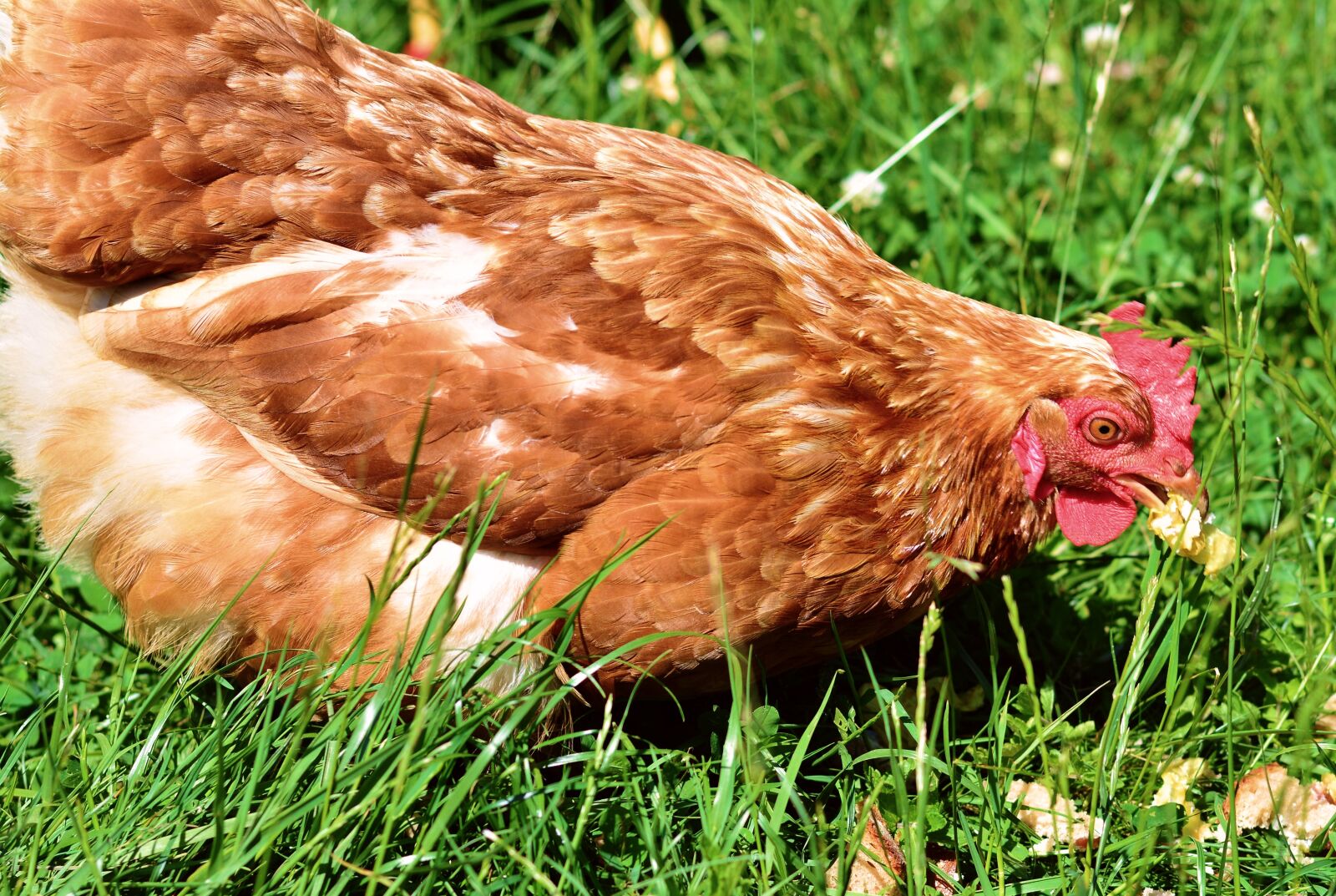 Nikon D5200 sample photo. Chicken, chicken feed, feeding photography