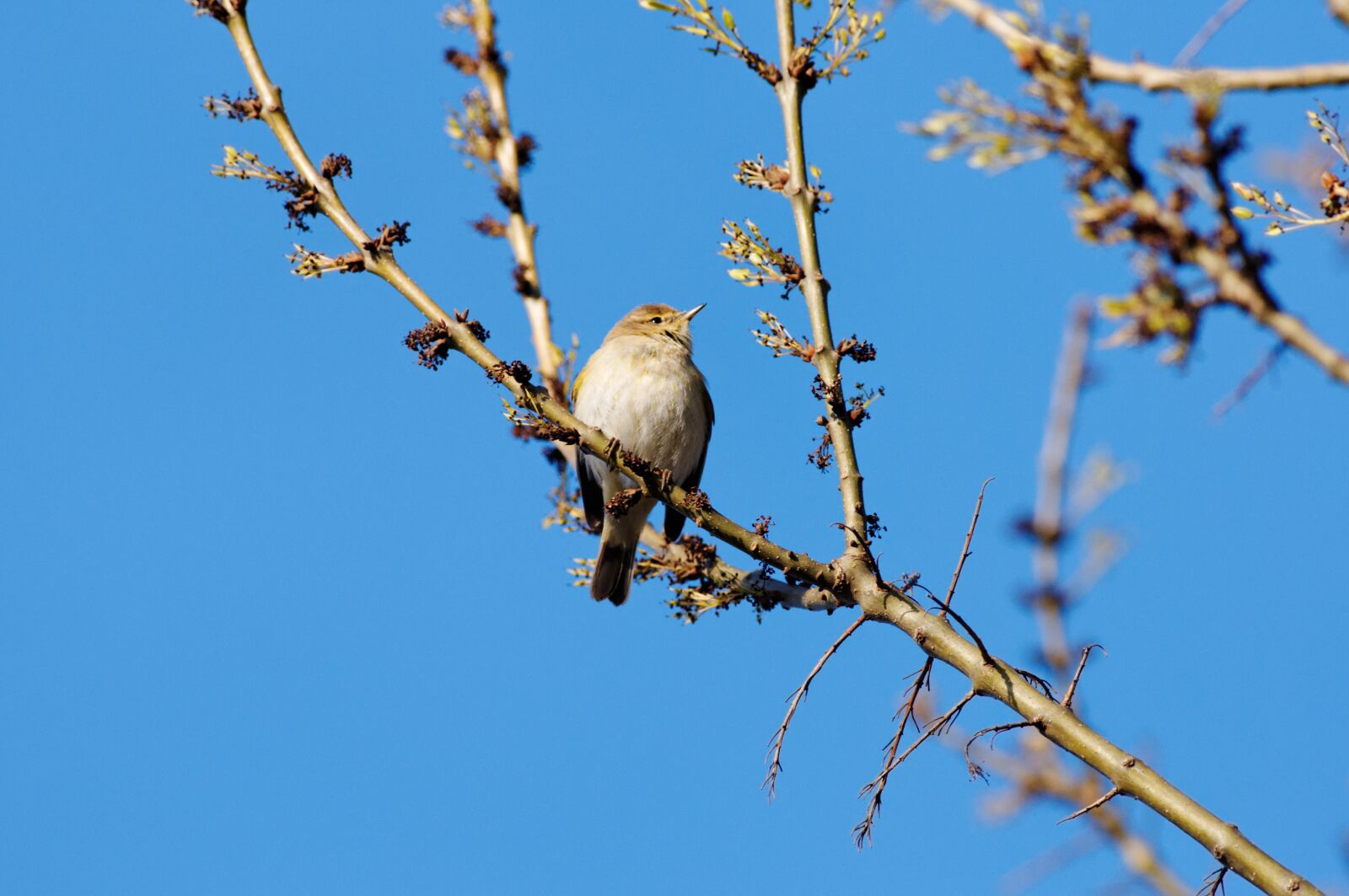 Nikon D300S sample photo. Spring, birds, nature photography