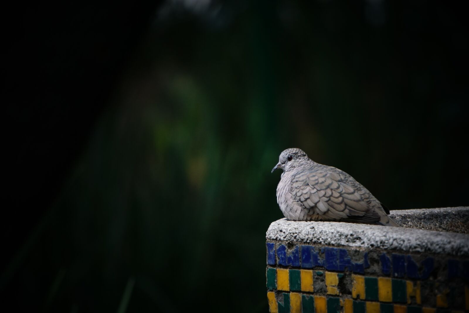 Sony E 55-210mm F4.5-6.3 OSS sample photo. Nature, bird, outdoor photography