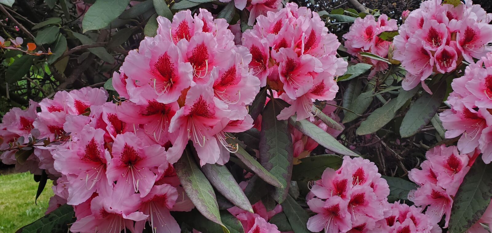 Samsung Galaxy S10e sample photo. Floral, flowers, bloom photography