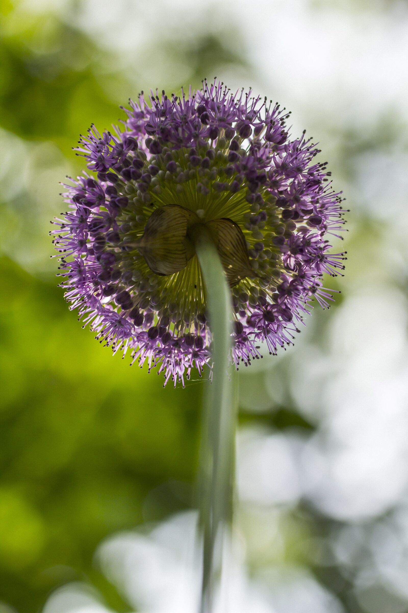 Canon EF 100mm F2.8L Macro IS USM sample photo. Giant onion, flower, onion photography