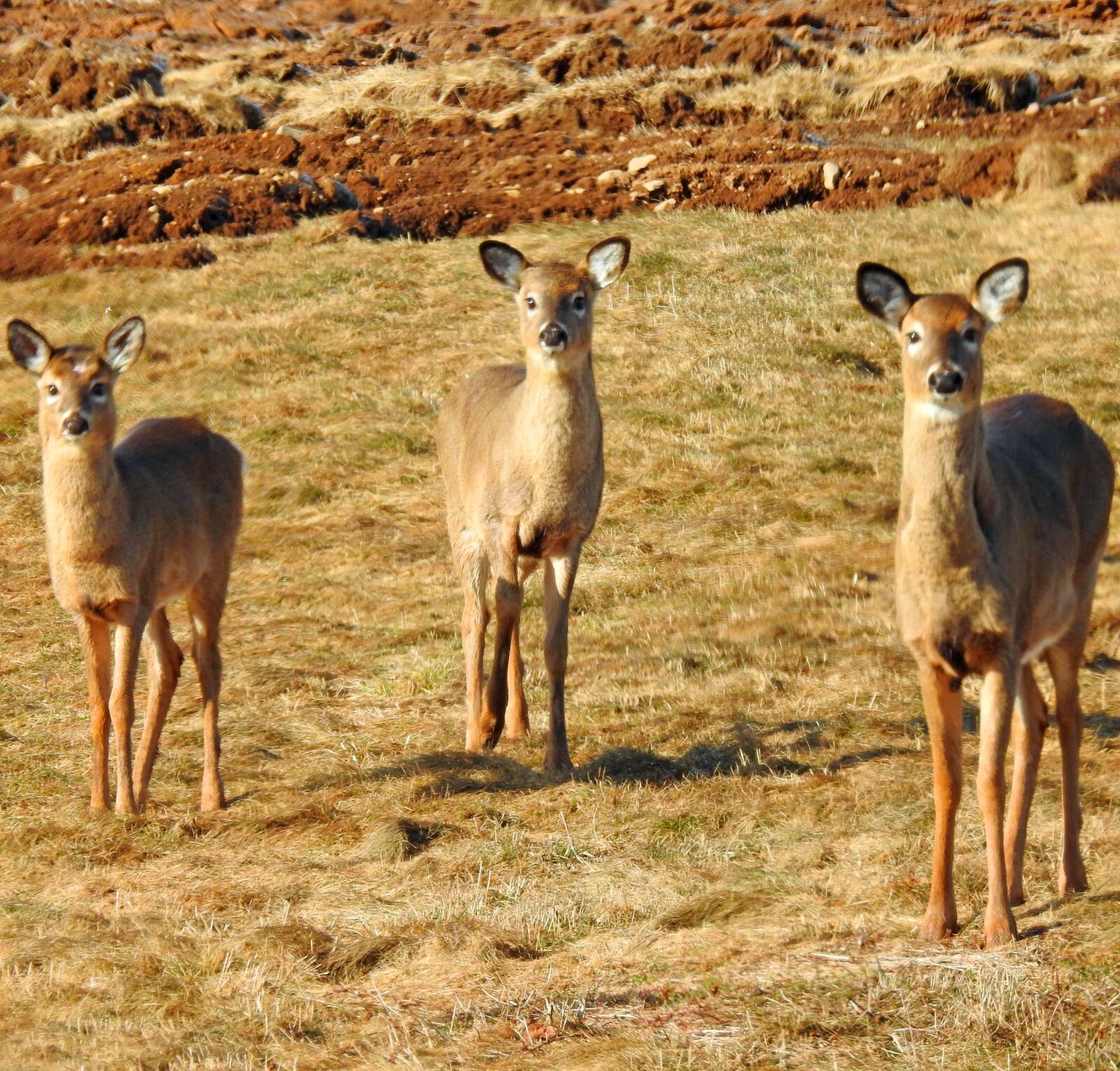 Nikon Coolpix P900 sample photo. Deer, fields, brown photography