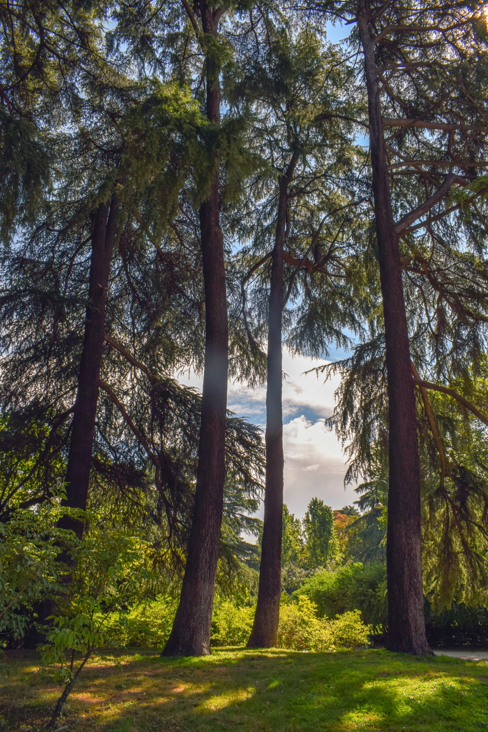 Nikon D3300 sample photo. Trees, forest, woods photography