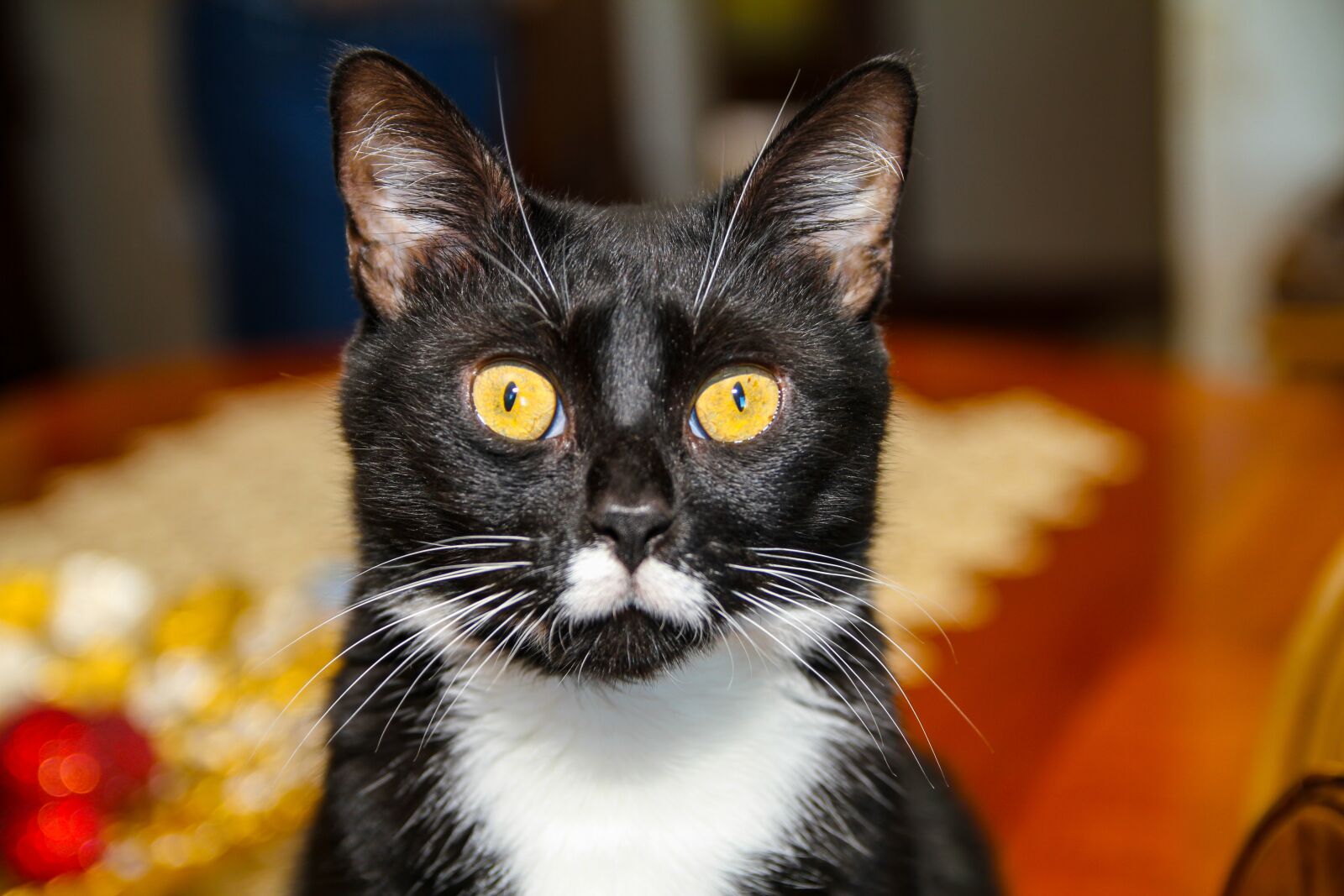 Canon EOS 7D sample photo. Cat, pet photography