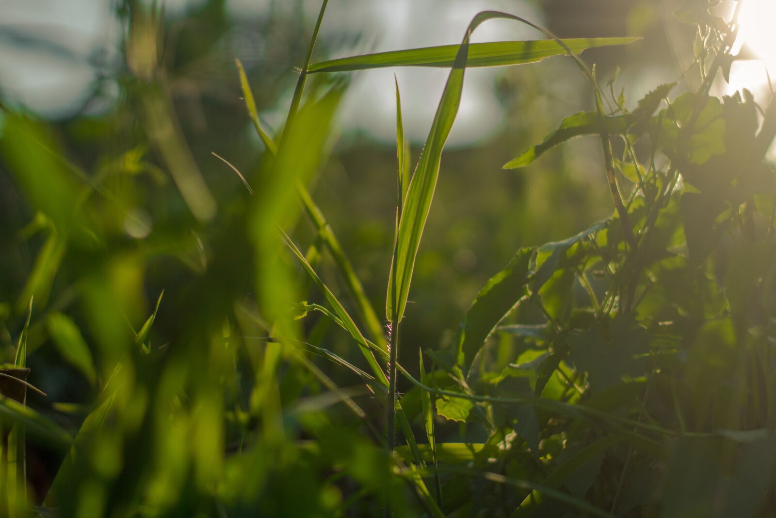 Canon EOS 1200D (EOS Rebel T5 / EOS Kiss X70 / EOS Hi) sample photo. Grass, sunlight, nature photography