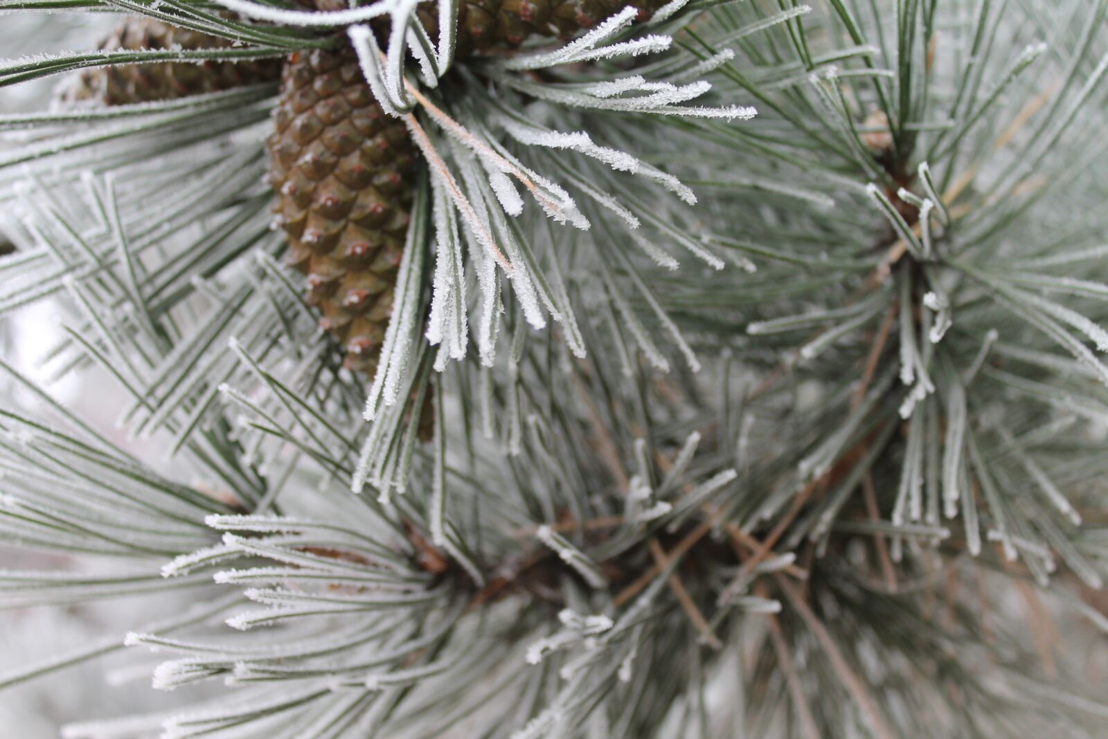 Canon EOS 1100D (EOS Rebel T3 / EOS Kiss X50) sample photo. Frost, iced, winter photography
