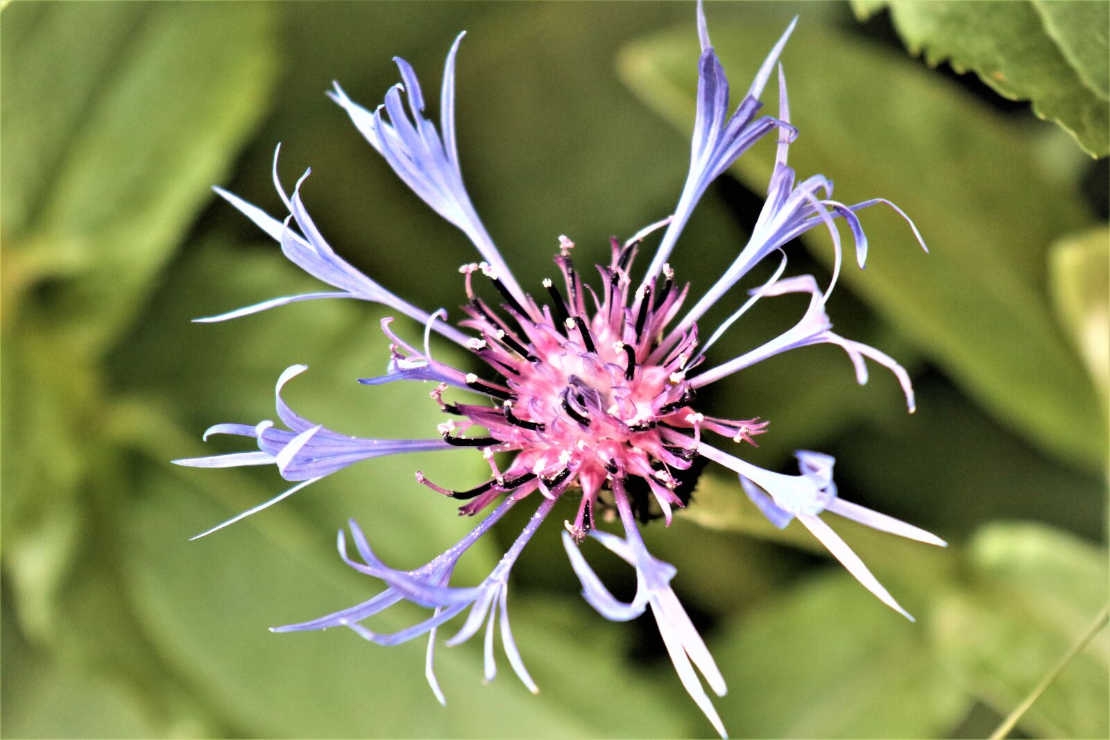 Canon EF-M 18-150mm F3.5-6.3 IS STM sample photo. Flower, action, cornflower photography