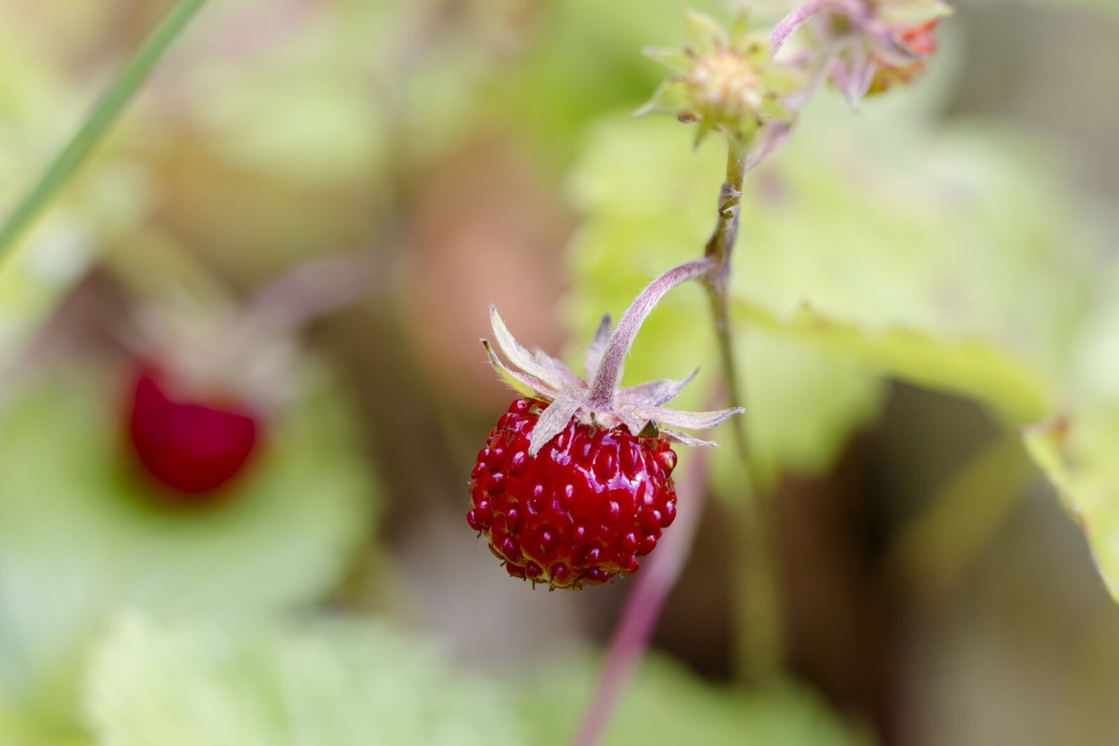 Tamron SP AF 60mm F2 Di II LD IF Macro sample photo. Strawberry, wild strawberry, berry photography