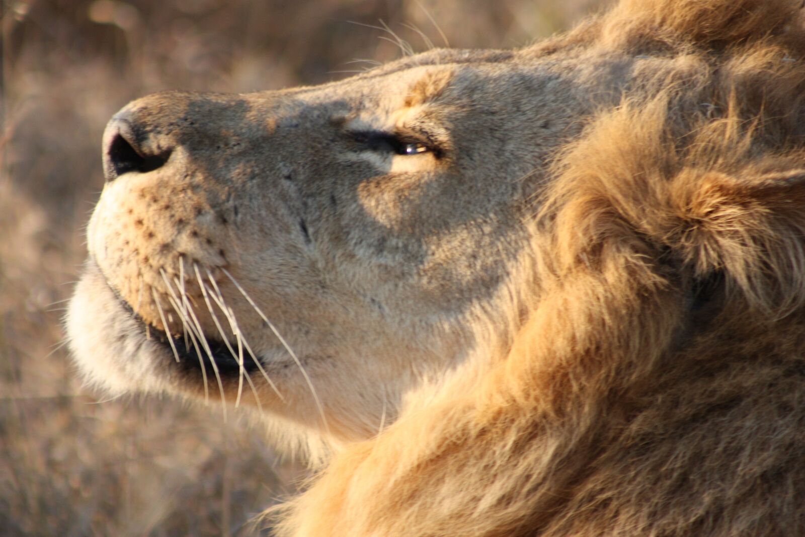 Canon EOS 450D (EOS Rebel XSi / EOS Kiss X2) sample photo. Lion, africa, botswana photography