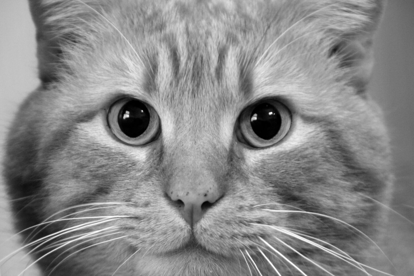 Canon EOS 550D (EOS Rebel T2i / EOS Kiss X4) sample photo. Cat, kitty, feline photography