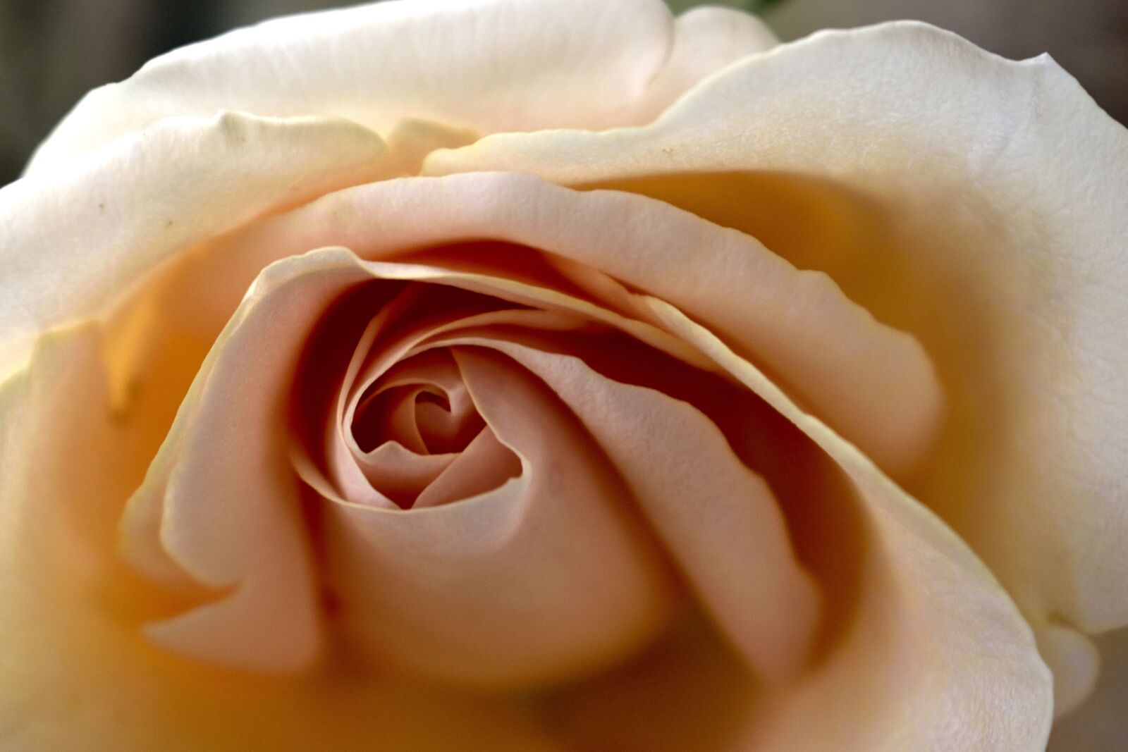 Nikon D5300 sample photo. Flower, roses, nature photography