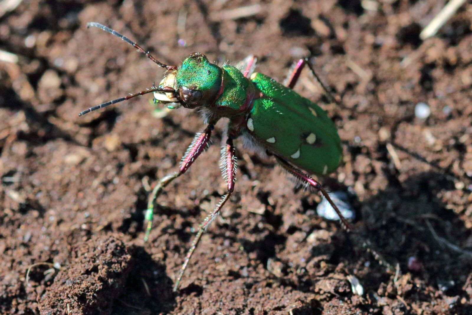 Canon EOS 80D sample photo. Green tiger beetle, insect photography