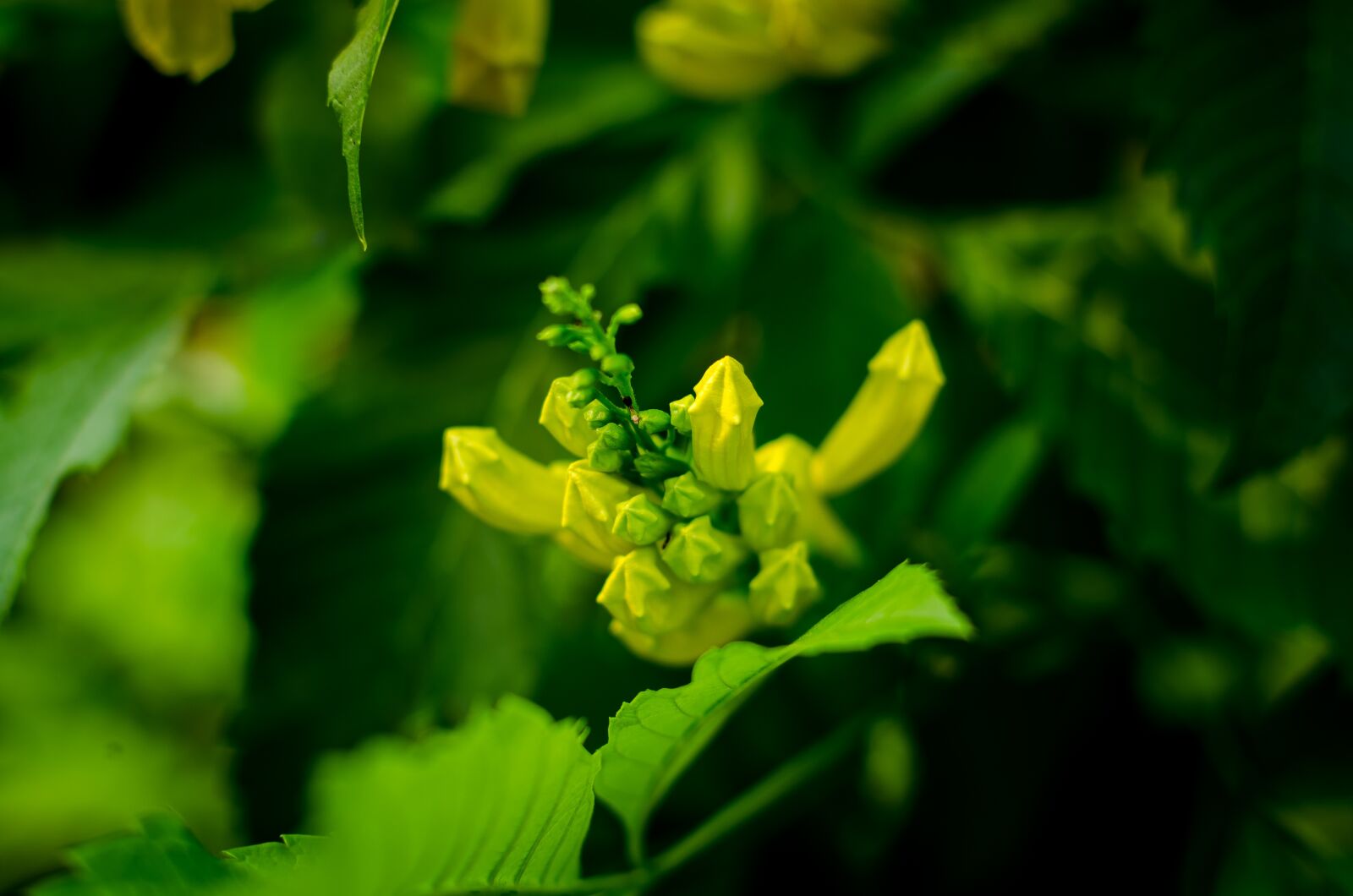 Nikon D5100 sample photo. Beautiful flowers, yellow flowers photography