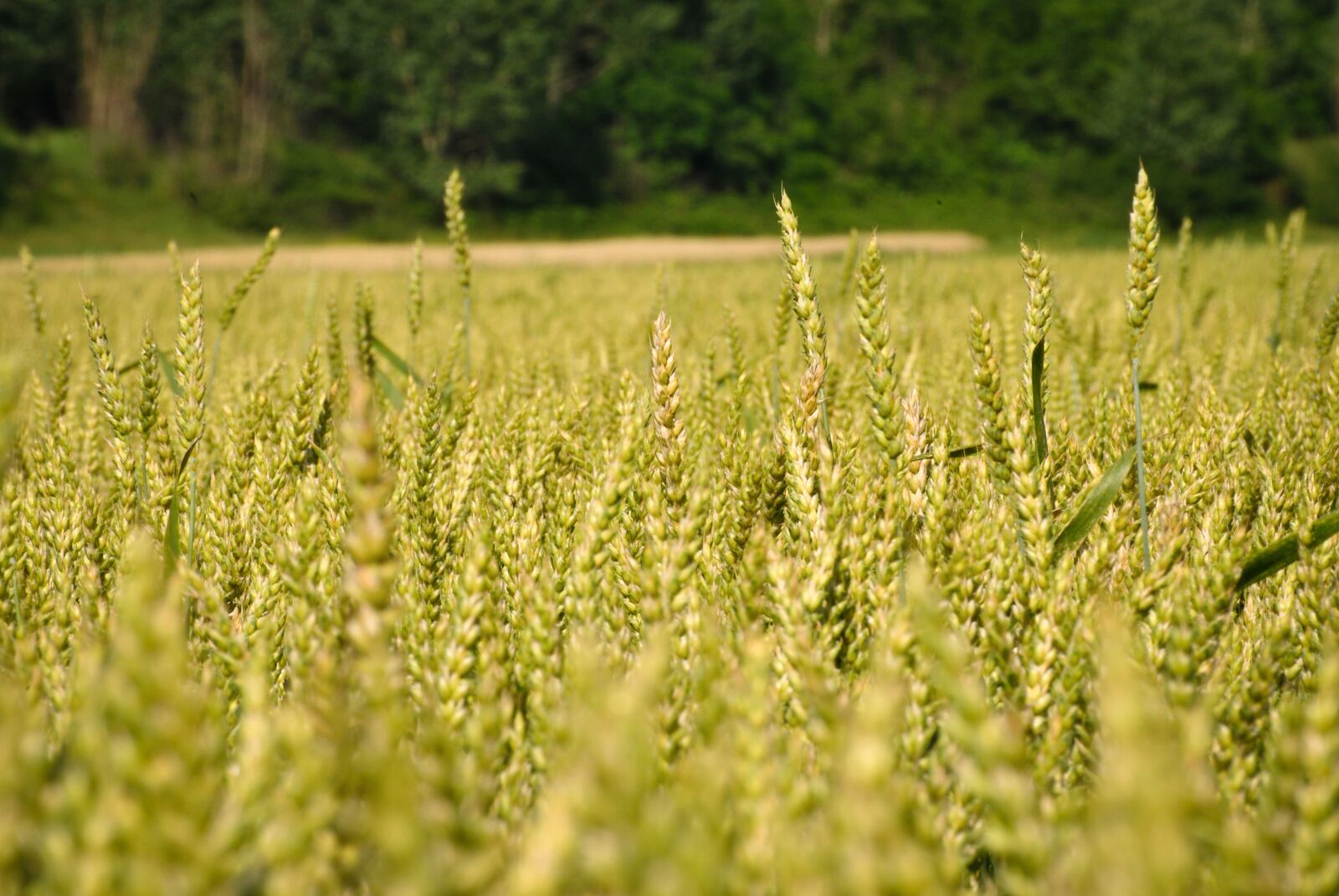 Nikon D3000 sample photo. Wheat, green, field photography