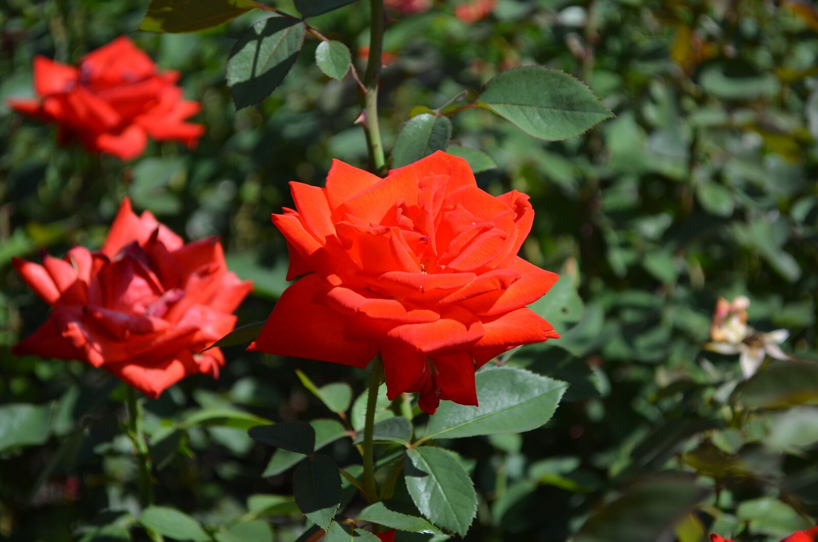 Nikon D5100 sample photo. Flowers, scarlet, rose photography