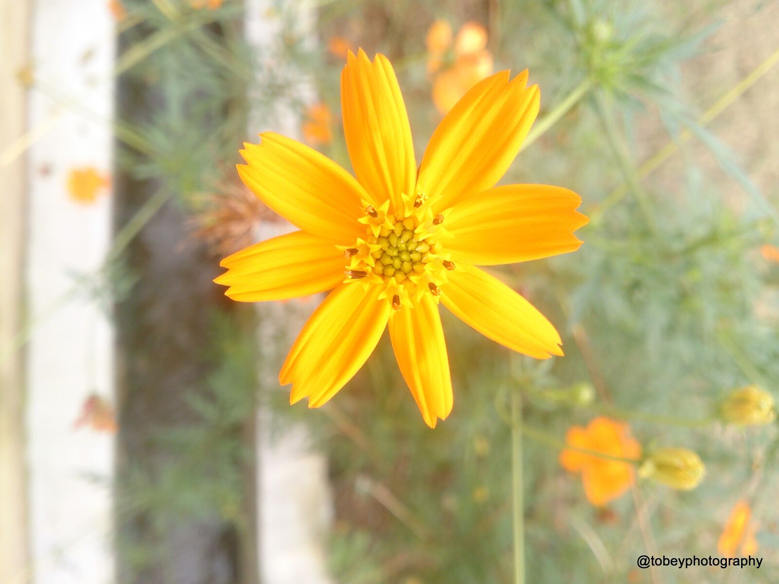 Sony Xperia Z sample photo