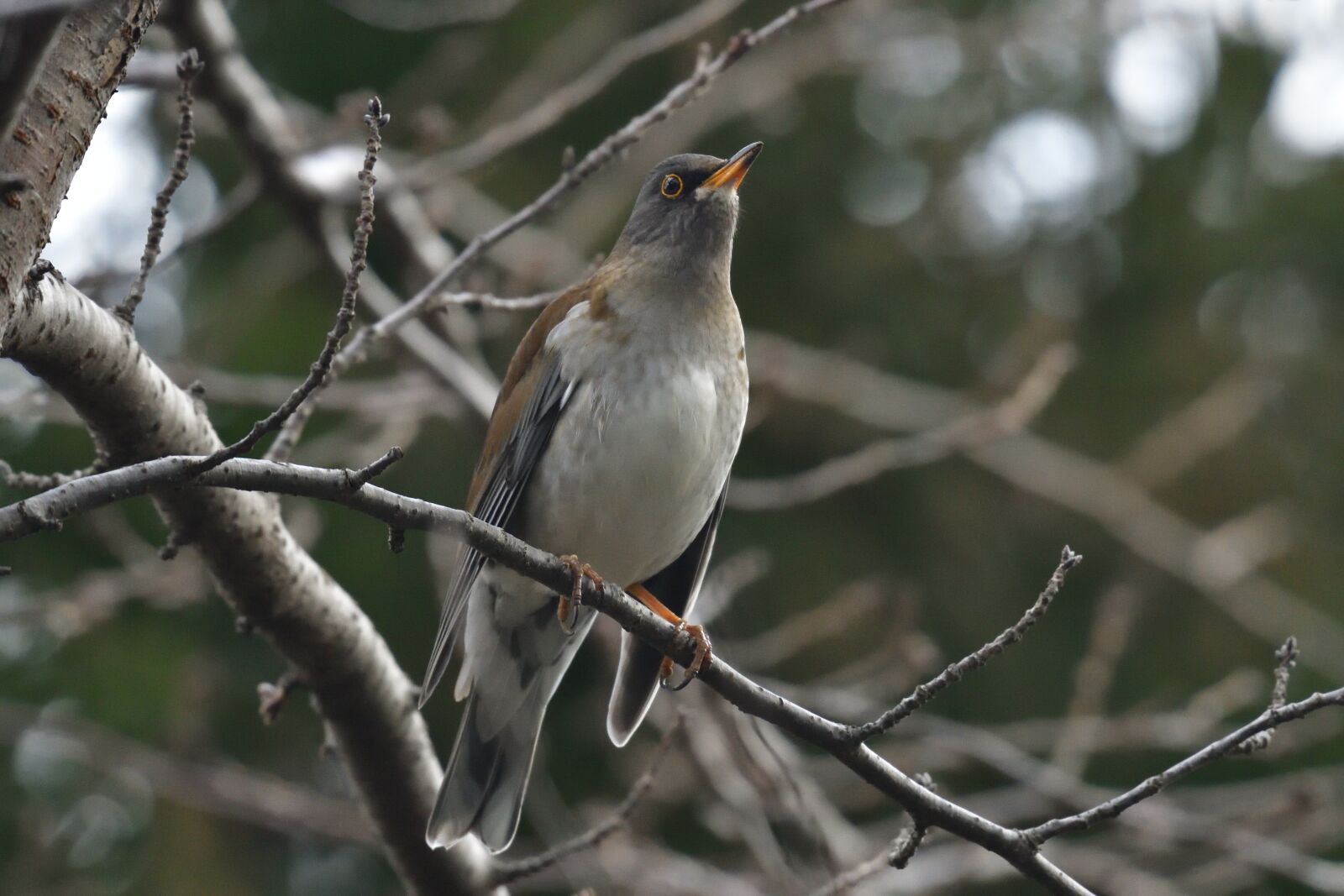 Nikon D500 sample photo. Natural, bird, wild animals photography