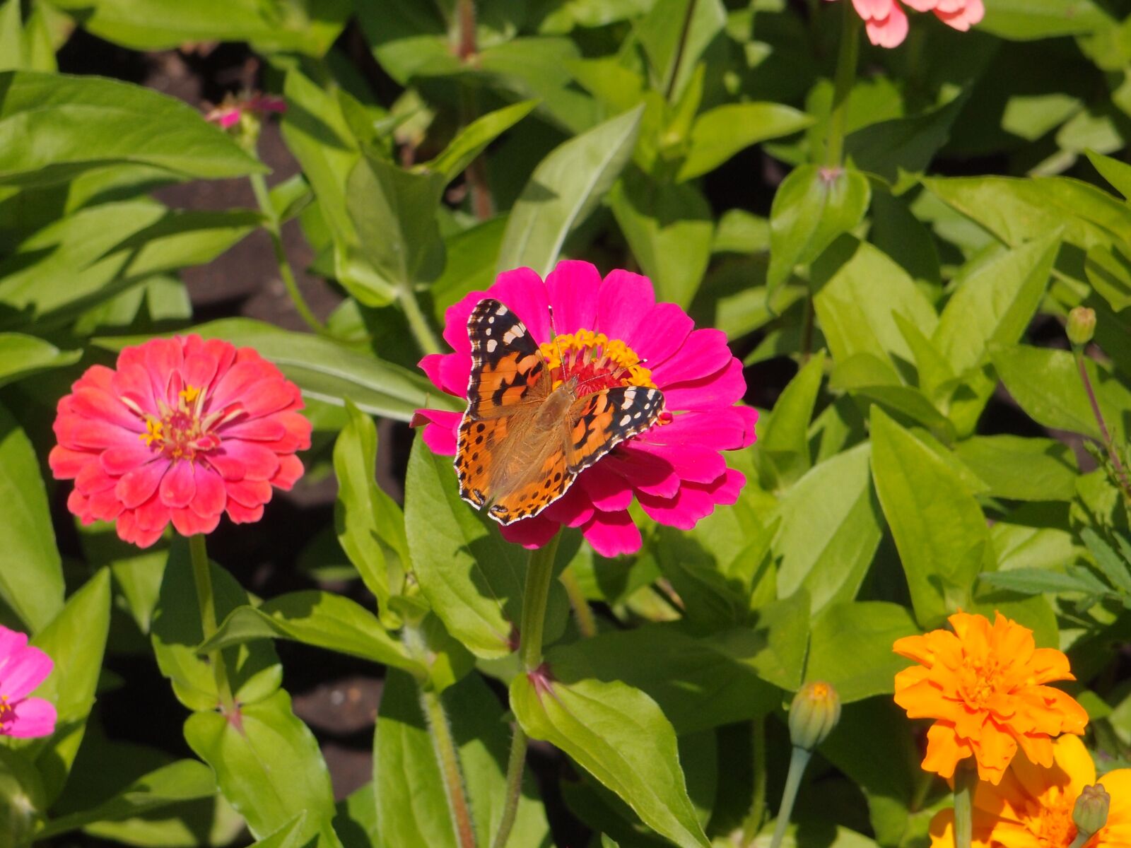 Olympus XZ-1 sample photo. Flowers, garden flowers, flower photography