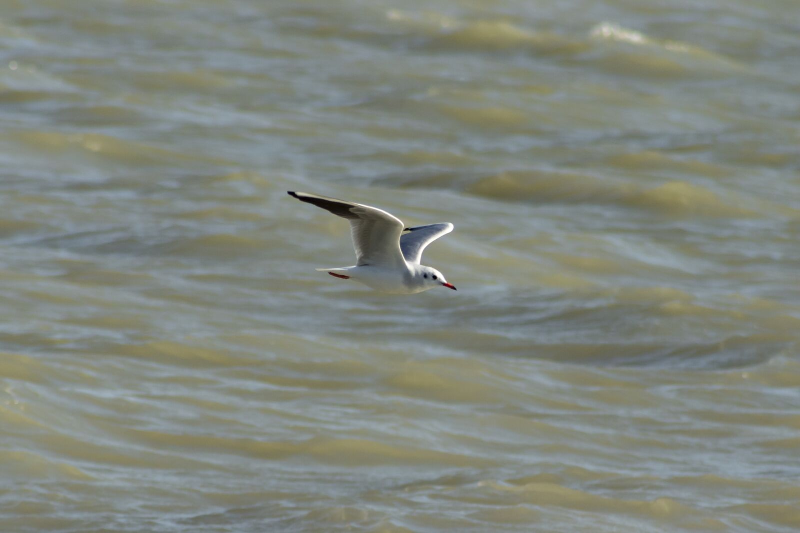 Canon EF75-300mm f/4-5.6 sample photo. Seagull, bird, water bird photography